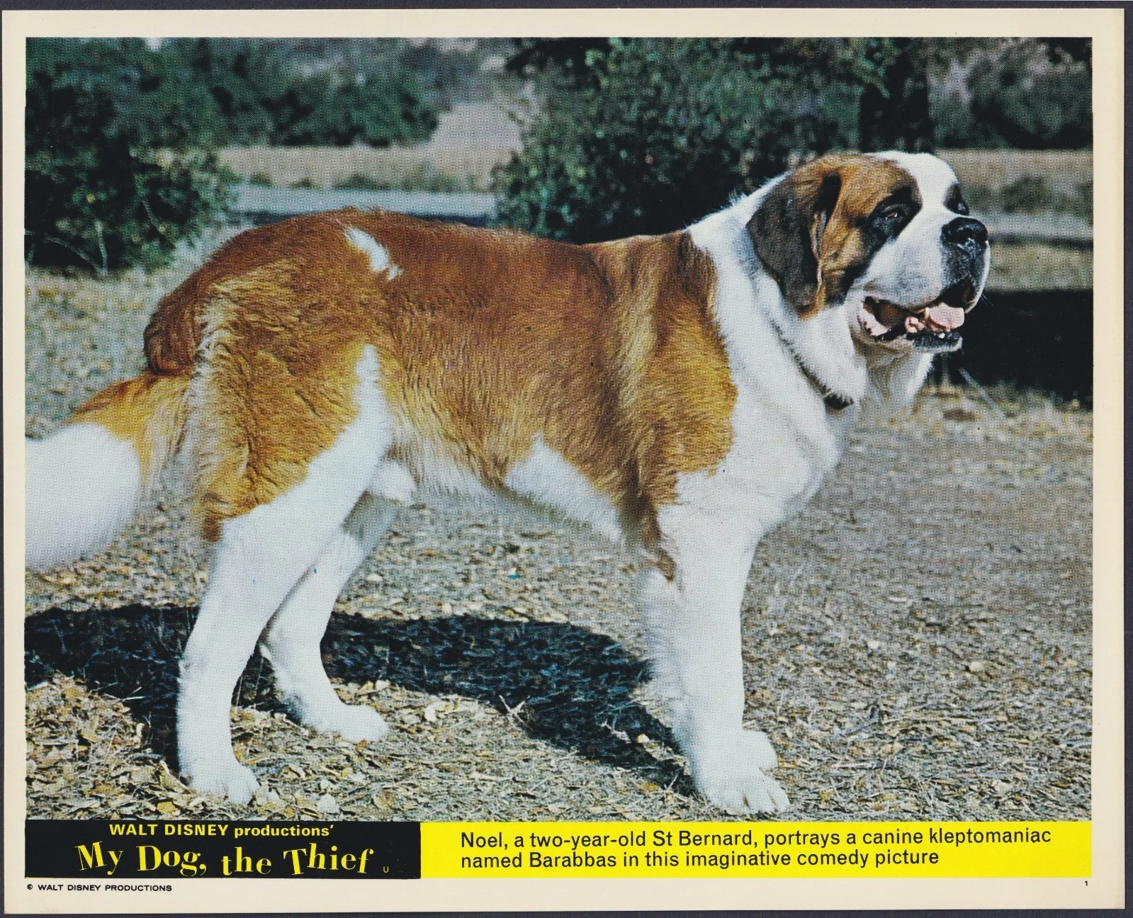 My Dog the Thief 8x ORIGINAL UK FOH Lobby Cards DISNEY 1969, изображение 2