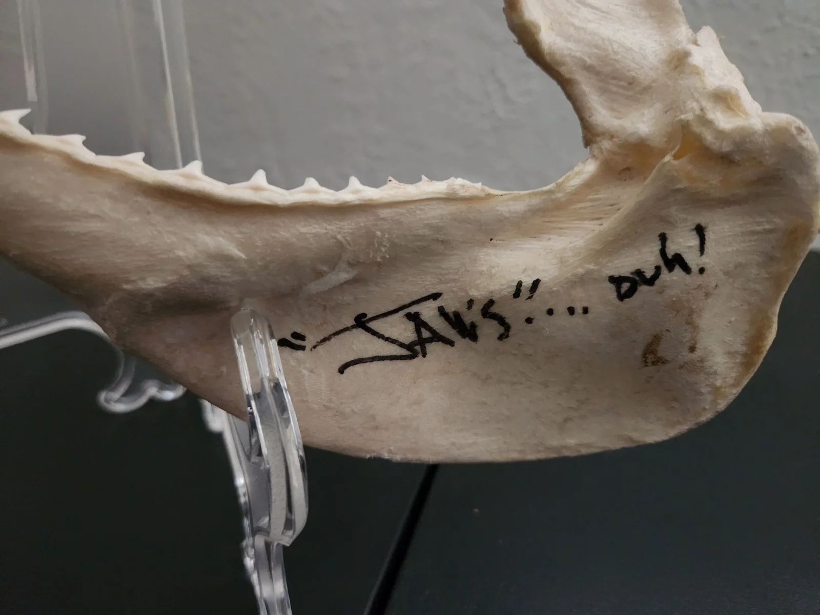 Richard Dreyfuss — Richard Dreyfuss Autographed Real Shark Jaw, image 2