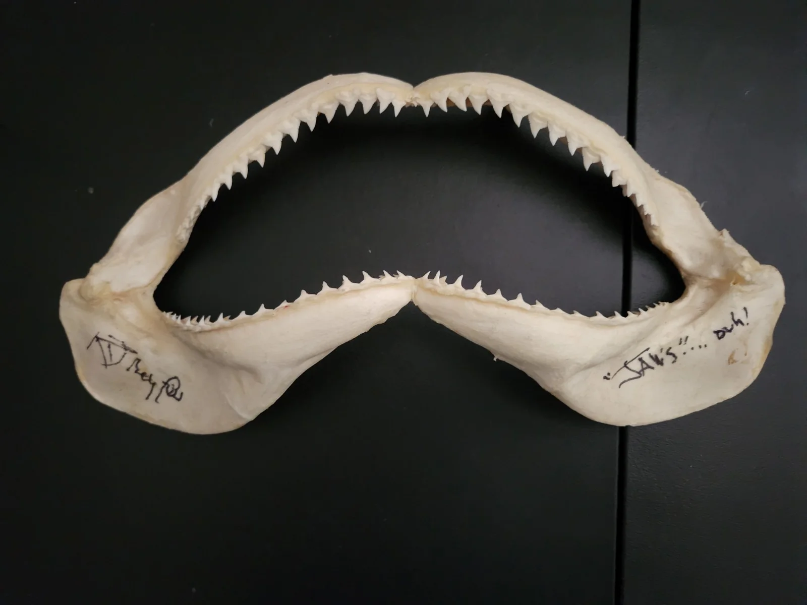Richard Dreyfuss — Richard Dreyfuss Autographed Real Shark Jaw, image 3