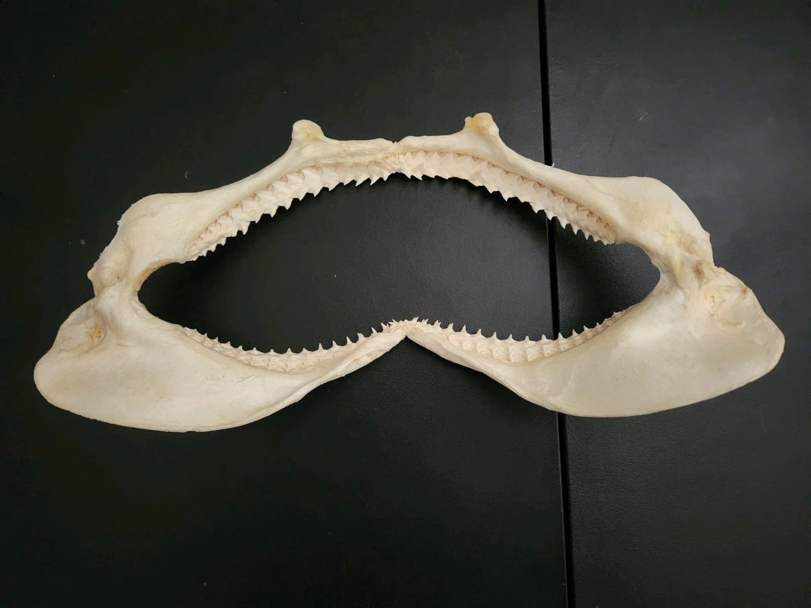 Richard Dreyfuss — Richard Dreyfuss Autographed Real Shark Jaw, image 4