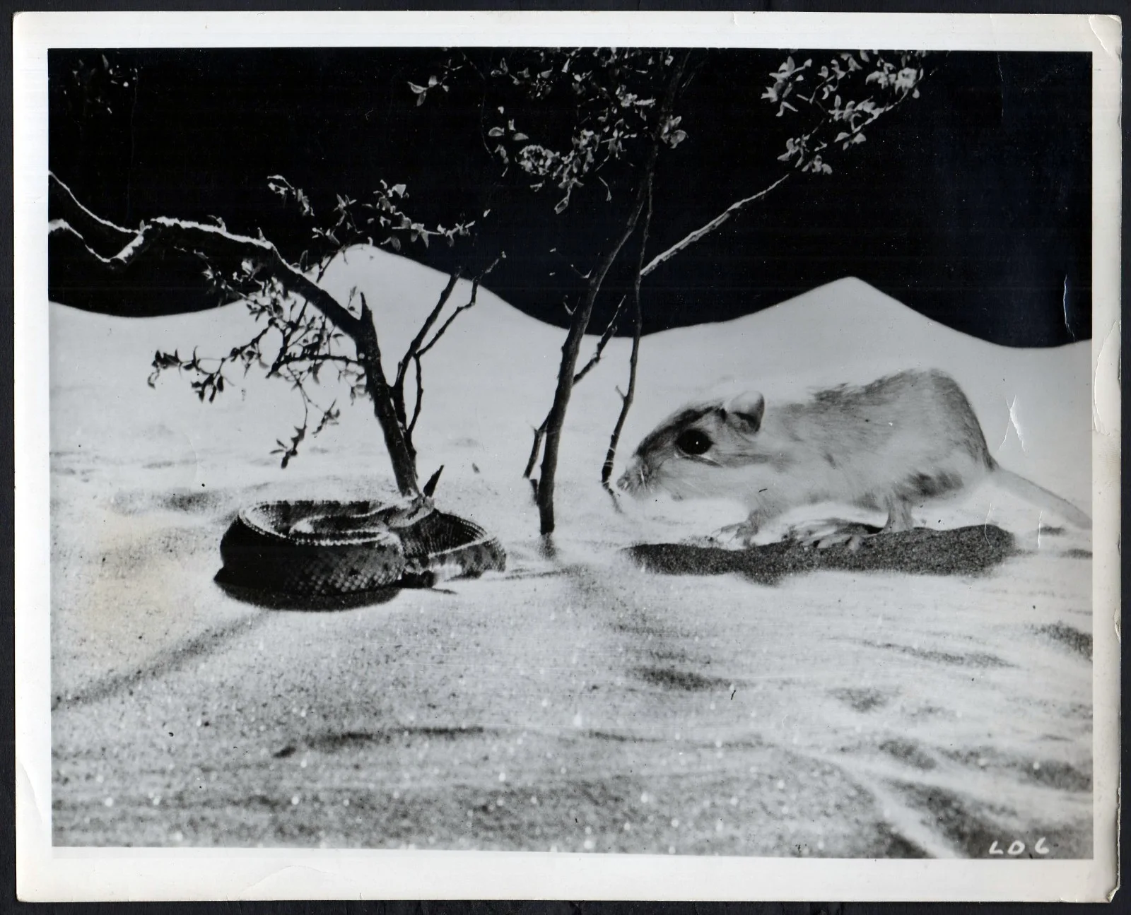LIVING DESERT 1953 James Algar, Walt Disney Documentary 7 10x8 STILLS, изображение 3