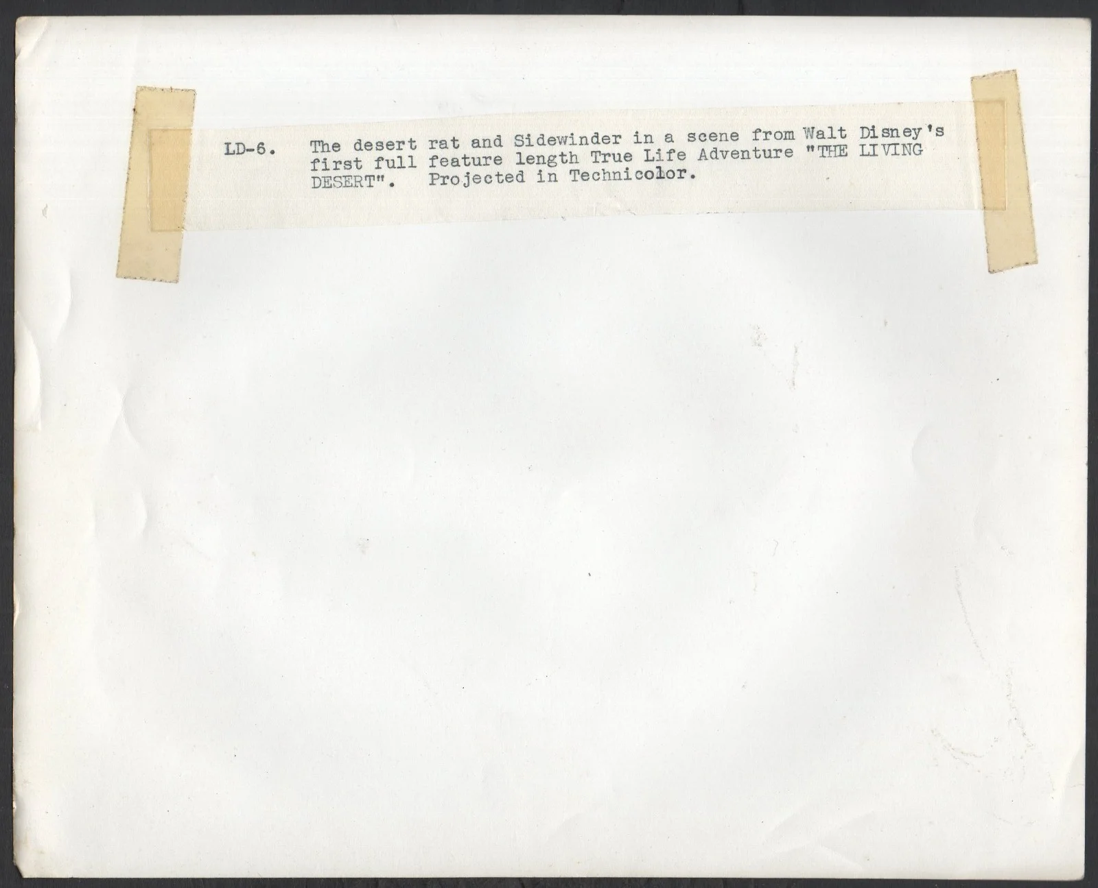 LIVING DESERT 1953 James Algar, Walt Disney Documentary 7 10x8 STILLS, изображение 4