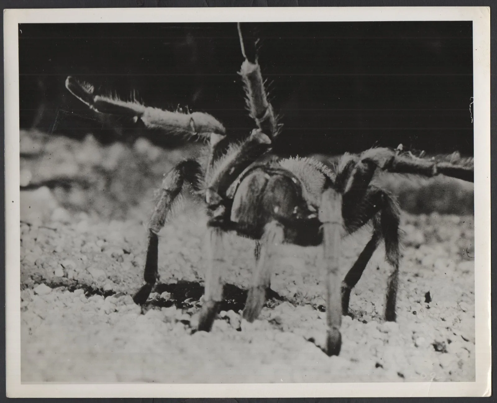 LIVING DESERT 1953 James Algar, Walt Disney Documentary 7 10x8 STILLS, изображение 5