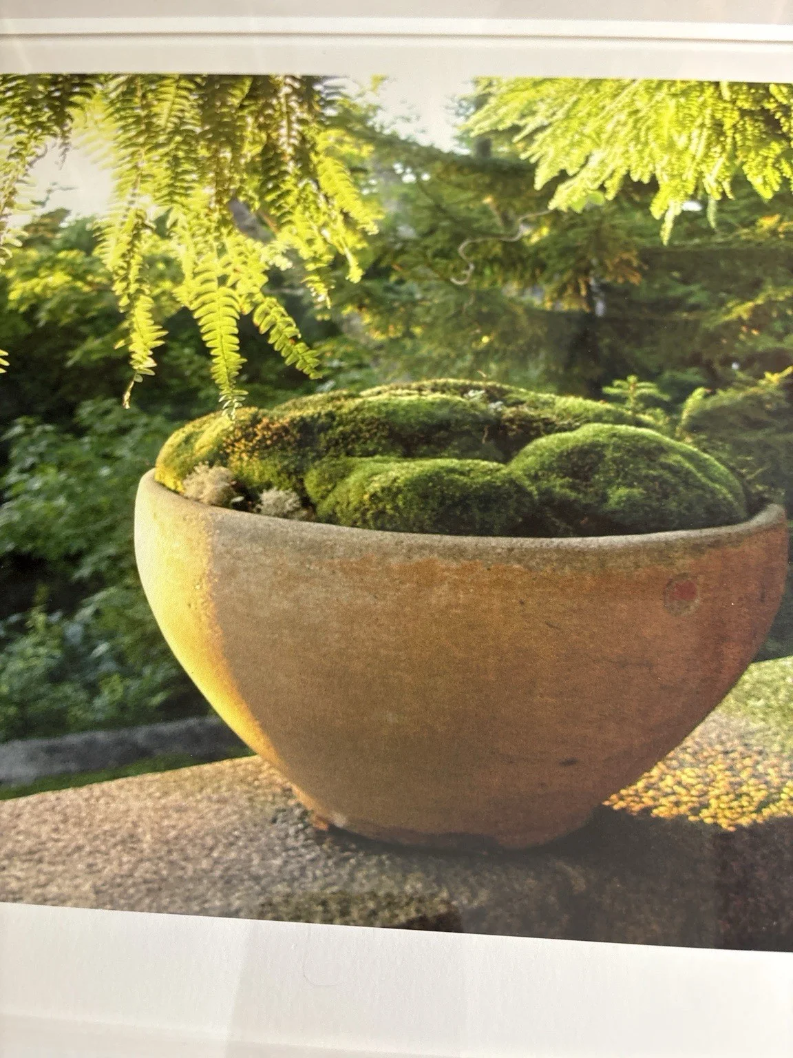 Martha Stewart — Martha Stewart Signed Moss Bowl Ltd Ed Print 13/900 Framed With COA 25” x 21.5”, изображение 5