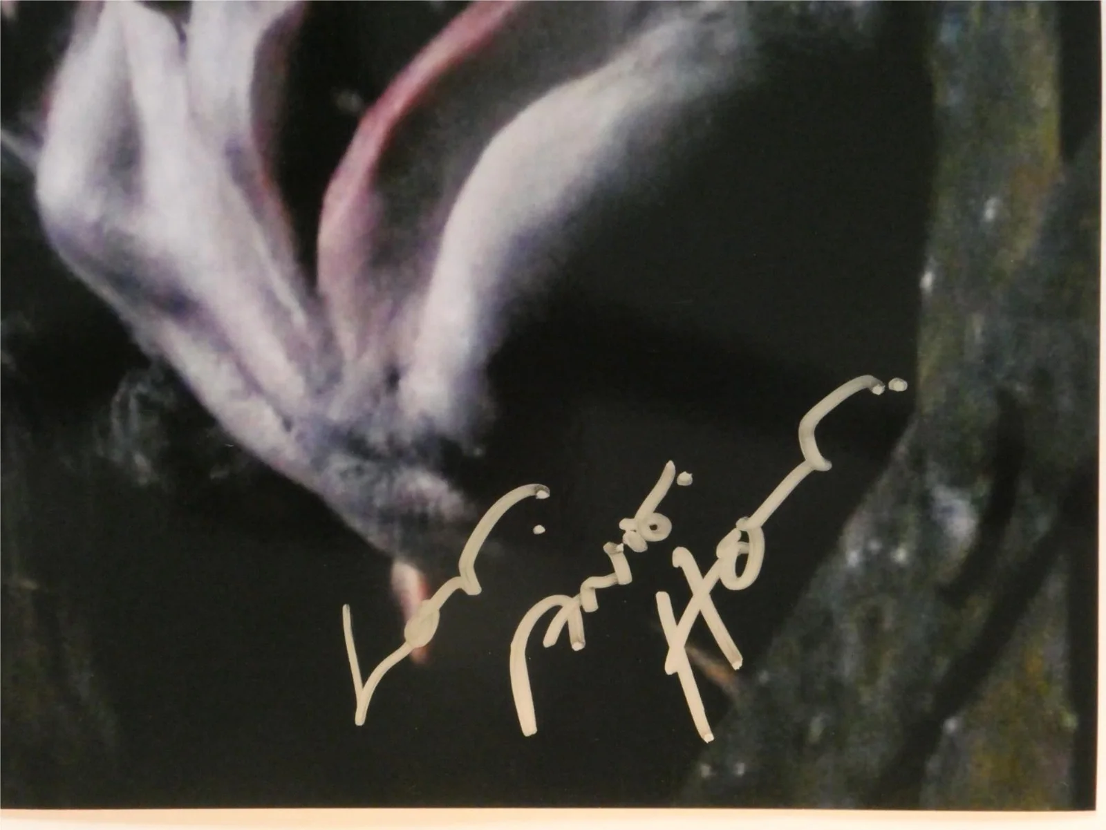 Anders Hove — Anders Hove Signed 8x10 Photo Autographed Subspecies, image 2