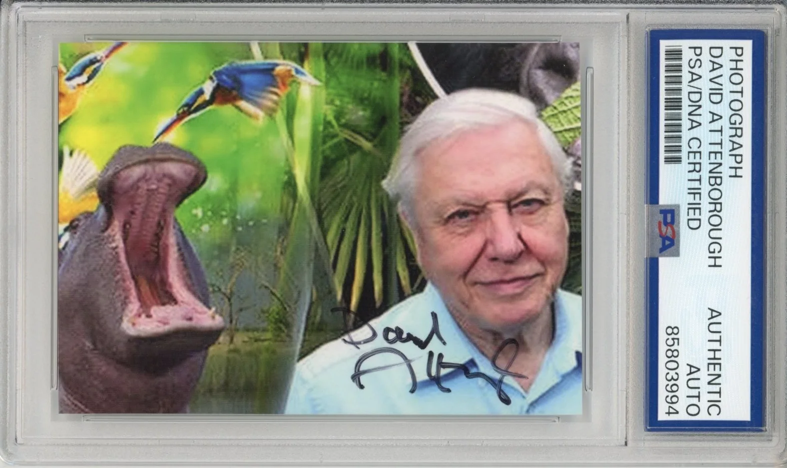 David Attenborough — DAVID ATTENBOROUGH SIGNED PHOTO AUTOGRAPH PSA DNA COA CERTIFIED PLANET EARTH