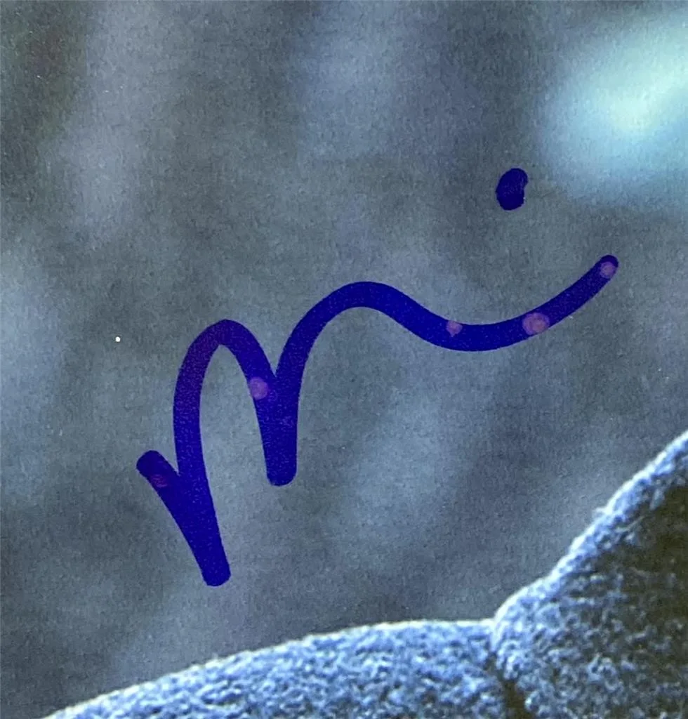 Fred Armisen signed Wednesday Uncler Fester 8x10 Photo autograph (B) Beckett BAS, image 2