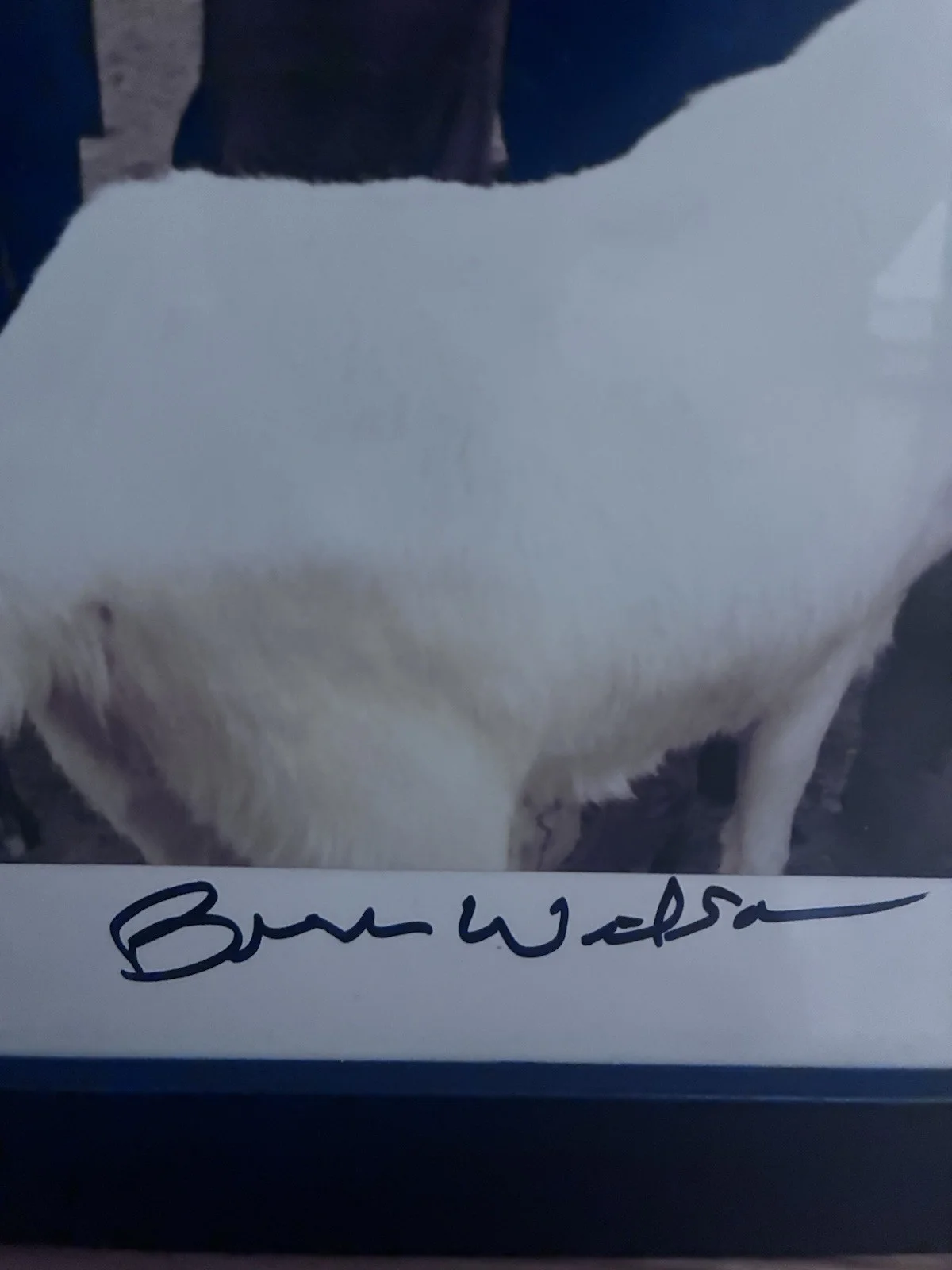 THE BEACH BOYS SMiLE Litho Signed Brian Wilson Autograph Pet Sounds Framed, изображение 3