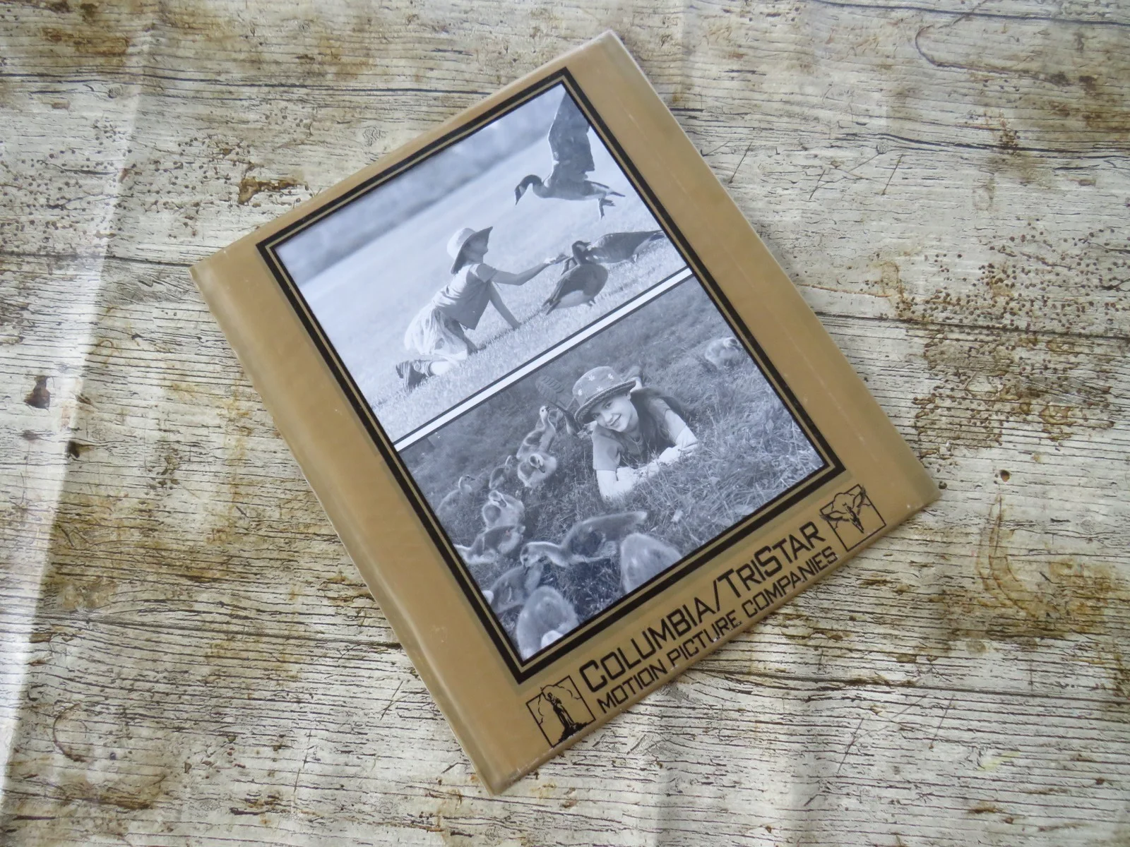FLY AWAY HOME ORIGINAL 1996 CINEMA FILM MOVIE PRESS KIT Jeff Daniels 7 PHOTOS, изображение 4