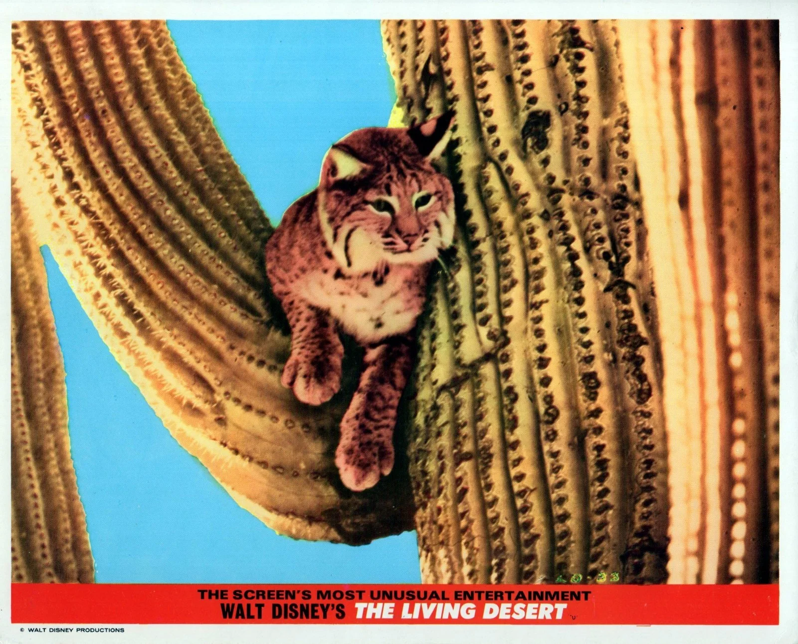 LIVING DESERT 1953 James Algar, Walt Disney Documentary 7 UK 10x8 LOBBY CARDS, изображение 2