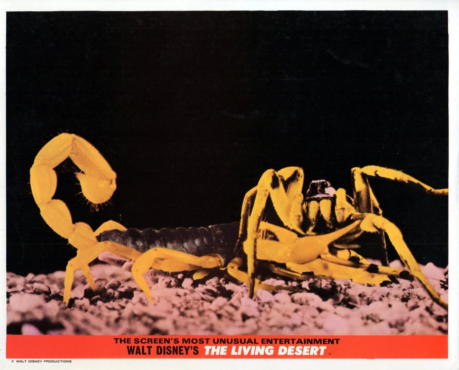 LIVING DESERT 1953 James Algar, Walt Disney Documentary 7 UK 10x8 LOBBY CARDS, изображение 3