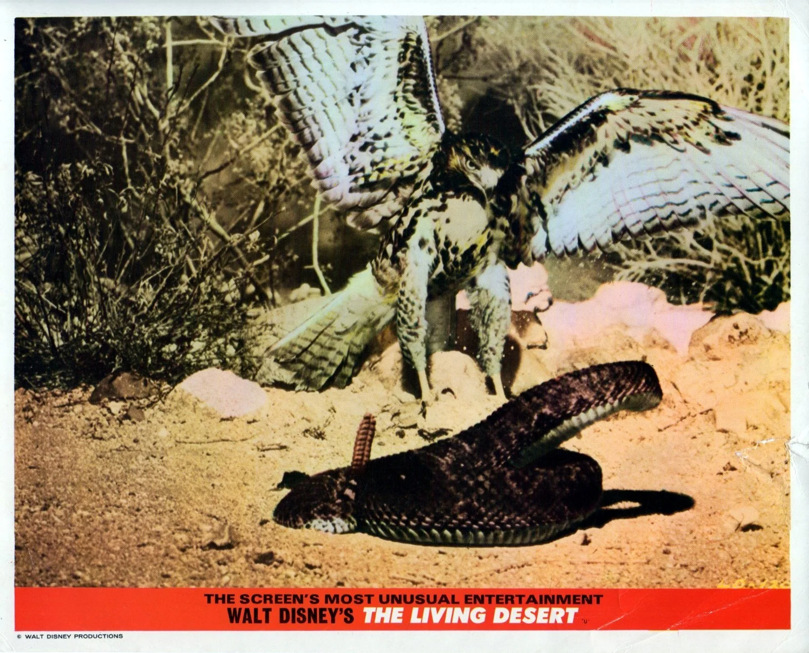 LIVING DESERT 1953 James Algar, Walt Disney Documentary 7 UK 10x8 LOBBY CARDS, изображение 4