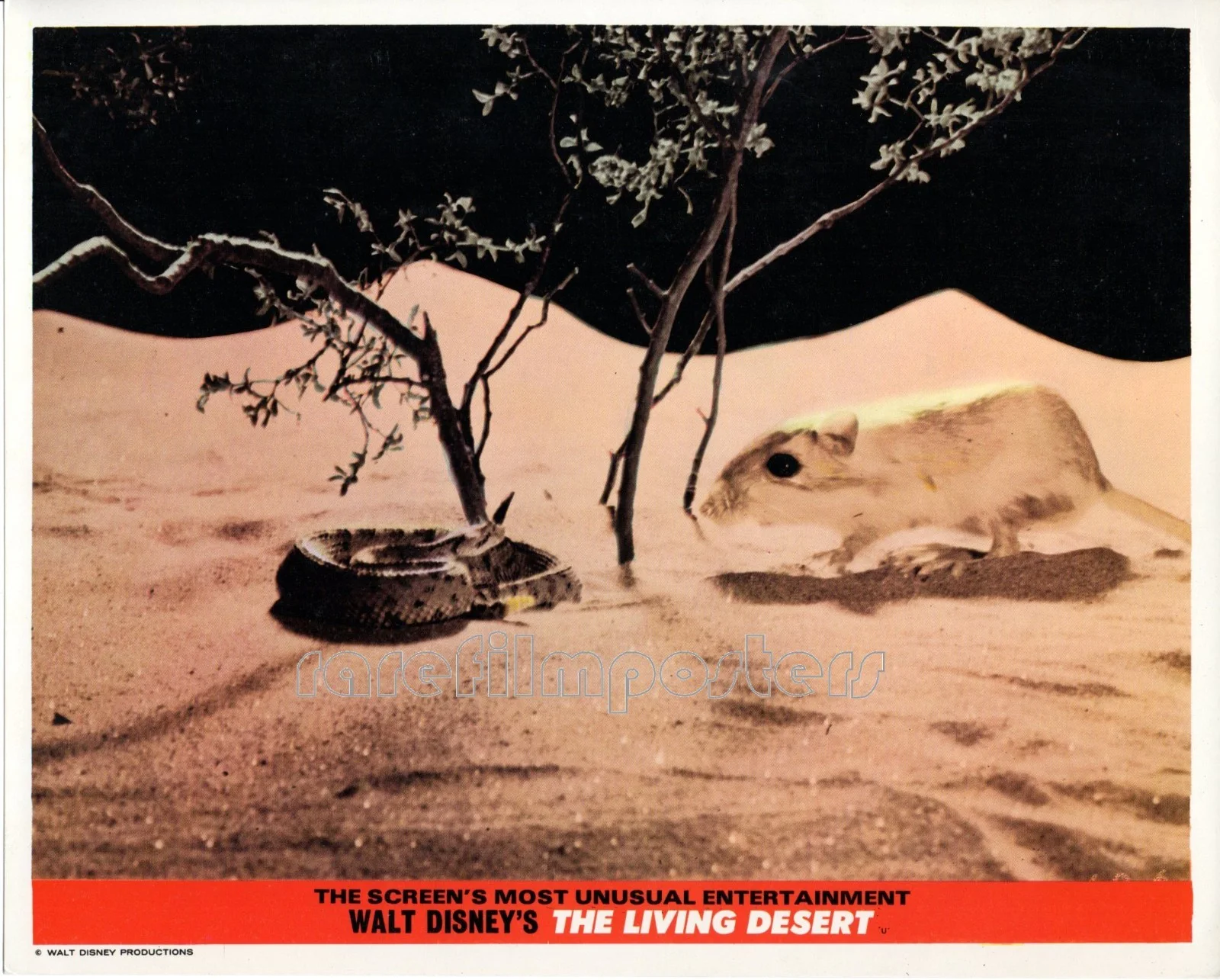 LIVING DESERT 1953 James Algar, Walt Disney Documentary 7 UK 10x8 LOBBY CARDS, изображение 5