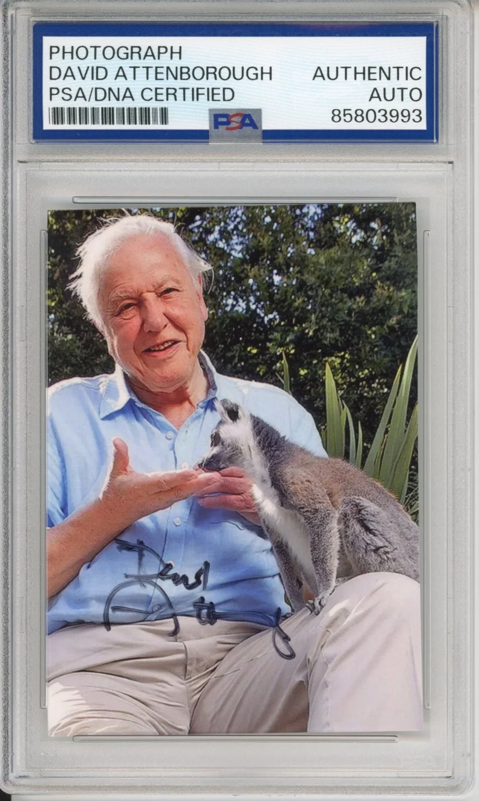David Attenborough — DAVID ATTENBOROUGH SIGNED AUTOGRAPH PLANET EARTH ICONIC PHOTOGRAPH PSA DNA COA
