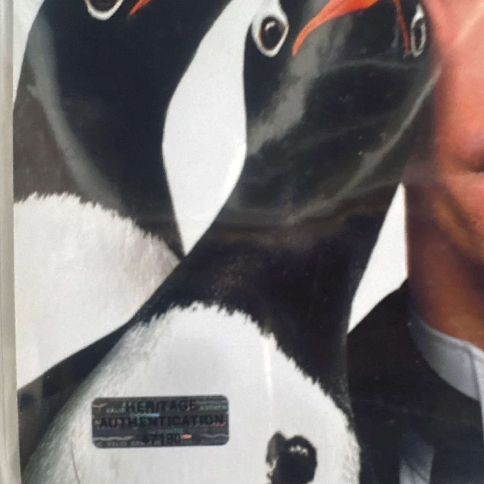 Original Autographed Photo Mr. Popper's Penguins Heritage Authentication, image 3