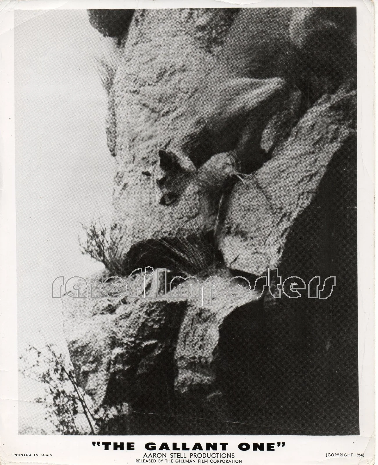 GALLANT ONE 1964 Aaron Stell, Henry Heller, Gil Goluskin 4 10x8 STILLS, изображение 2
