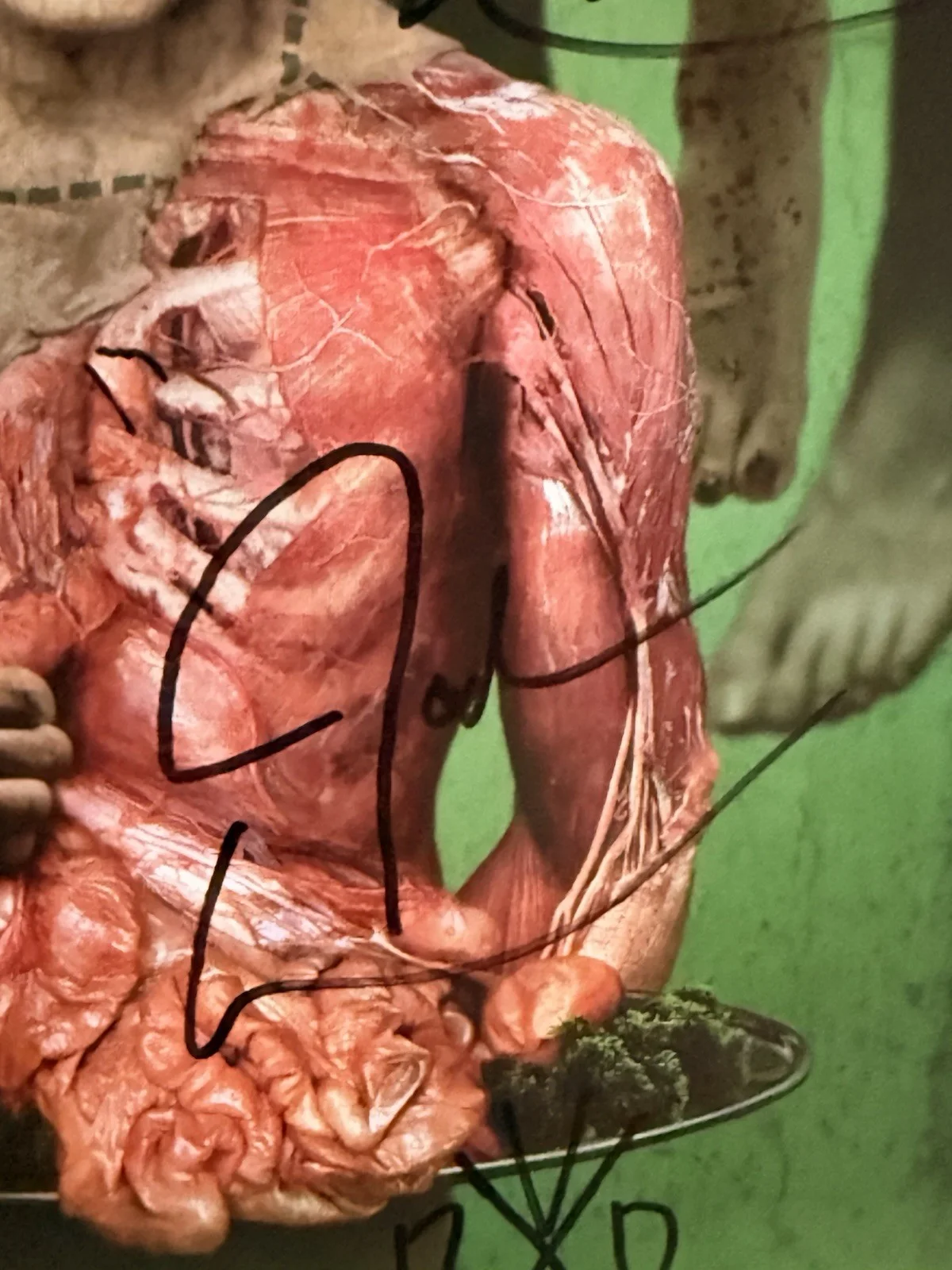 *RARE* Cattle Decapitation Signed “To Serve Man” Poster JSA Authenticated ￼, image 5