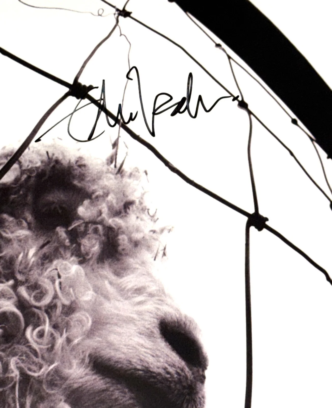 Eddie Vedder signed Pearl Jam VS Album autographed LP JSA Full LOA, изображение 2