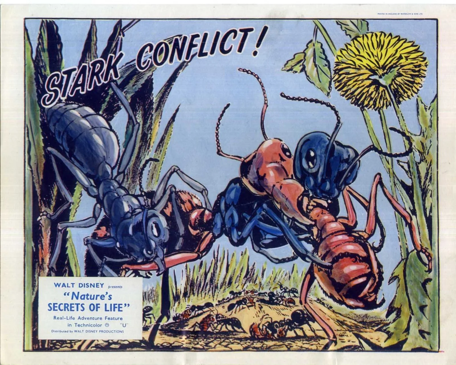 NATURE’S SECRETS OF LIFE 1956 Walt Disney 7 UK 10x8 LOBBY CARDS, изображение 2