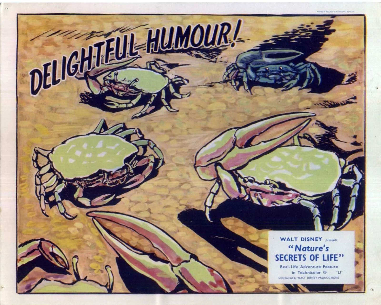 NATURE’S SECRETS OF LIFE 1956 Walt Disney 7 UK 10x8 LOBBY CARDS, изображение 4