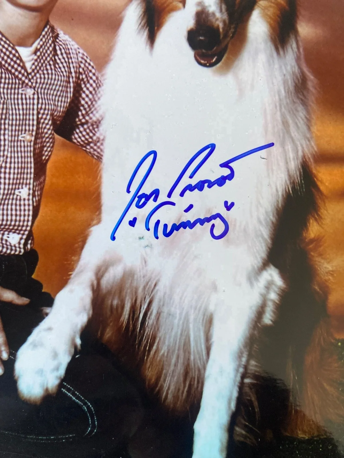 Jon Provost signed color 8"x10" Photo from Lassie / COA Fanatics, image 2