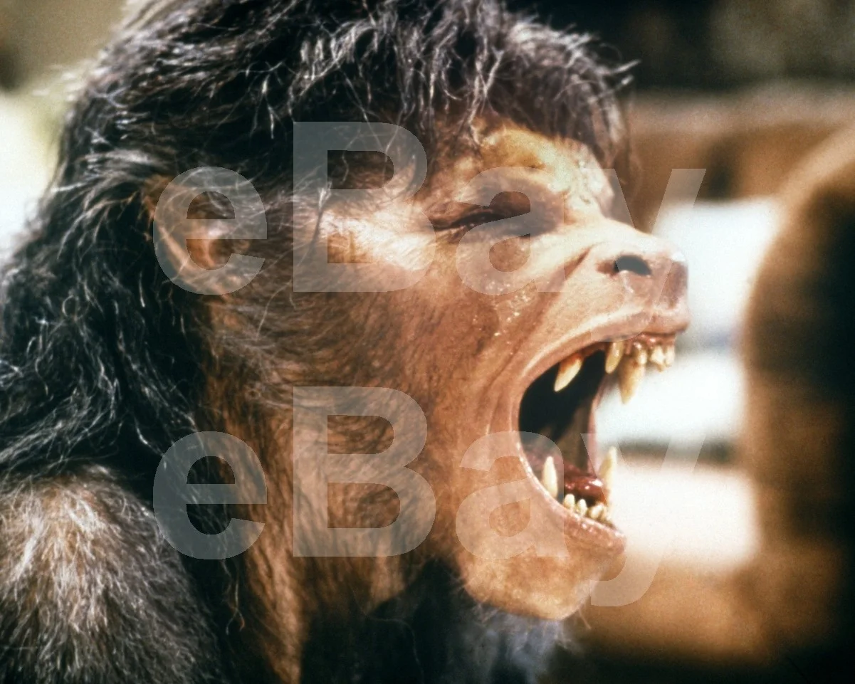 An American Werewolf in London (1981) David Naughton 16x12 Photo Poster Print, изображение 4