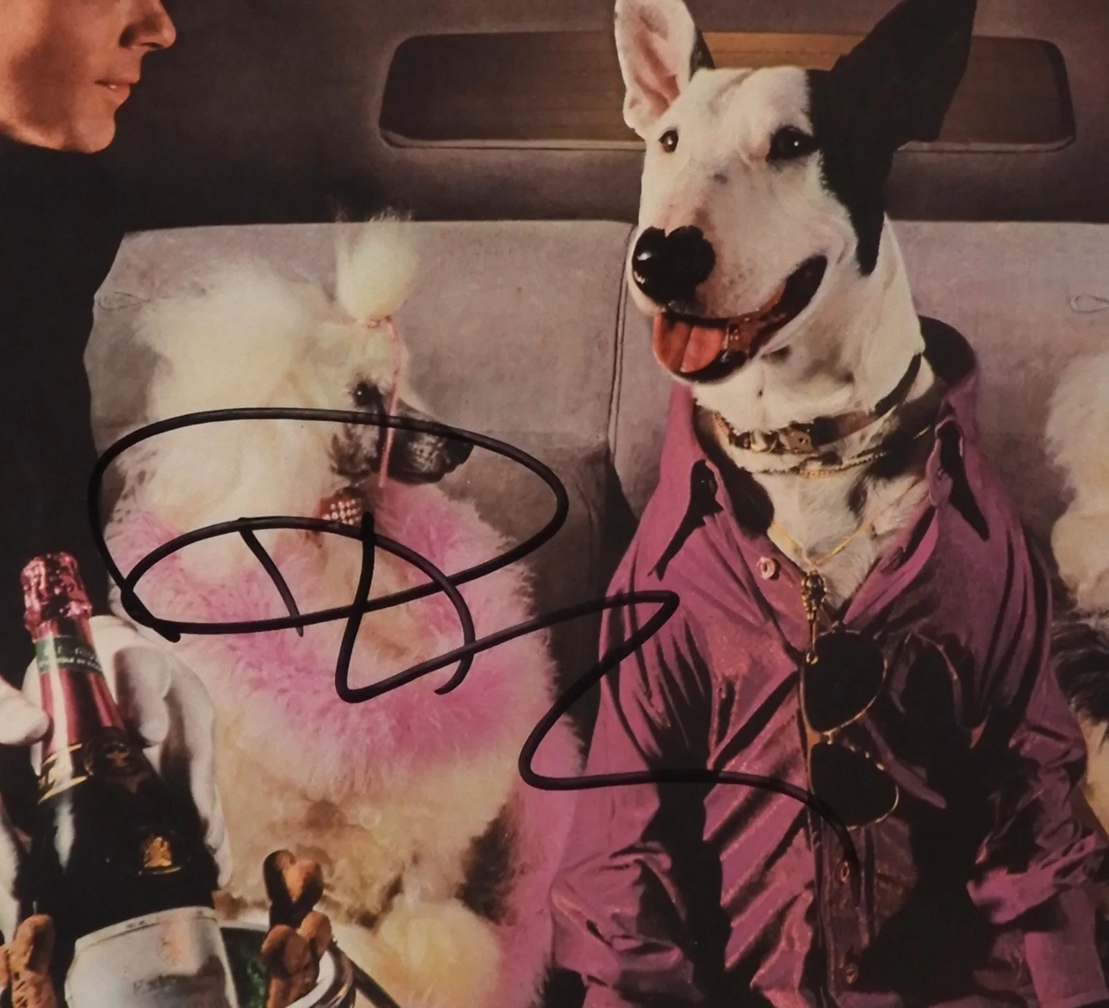 Rick Springfield JSA Signed Autograph Album Record LP Vinyl Succes Hasn't, изображение 2