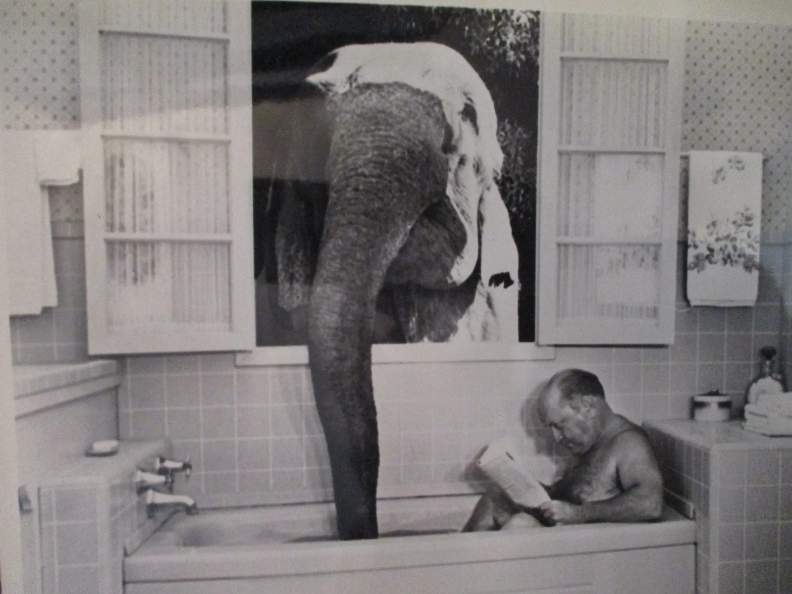 Phil Arnold ("ZEBRA IN THE KITCHEN")1972 10 x 8 Glossy Black & White Press Photo, изображение 2