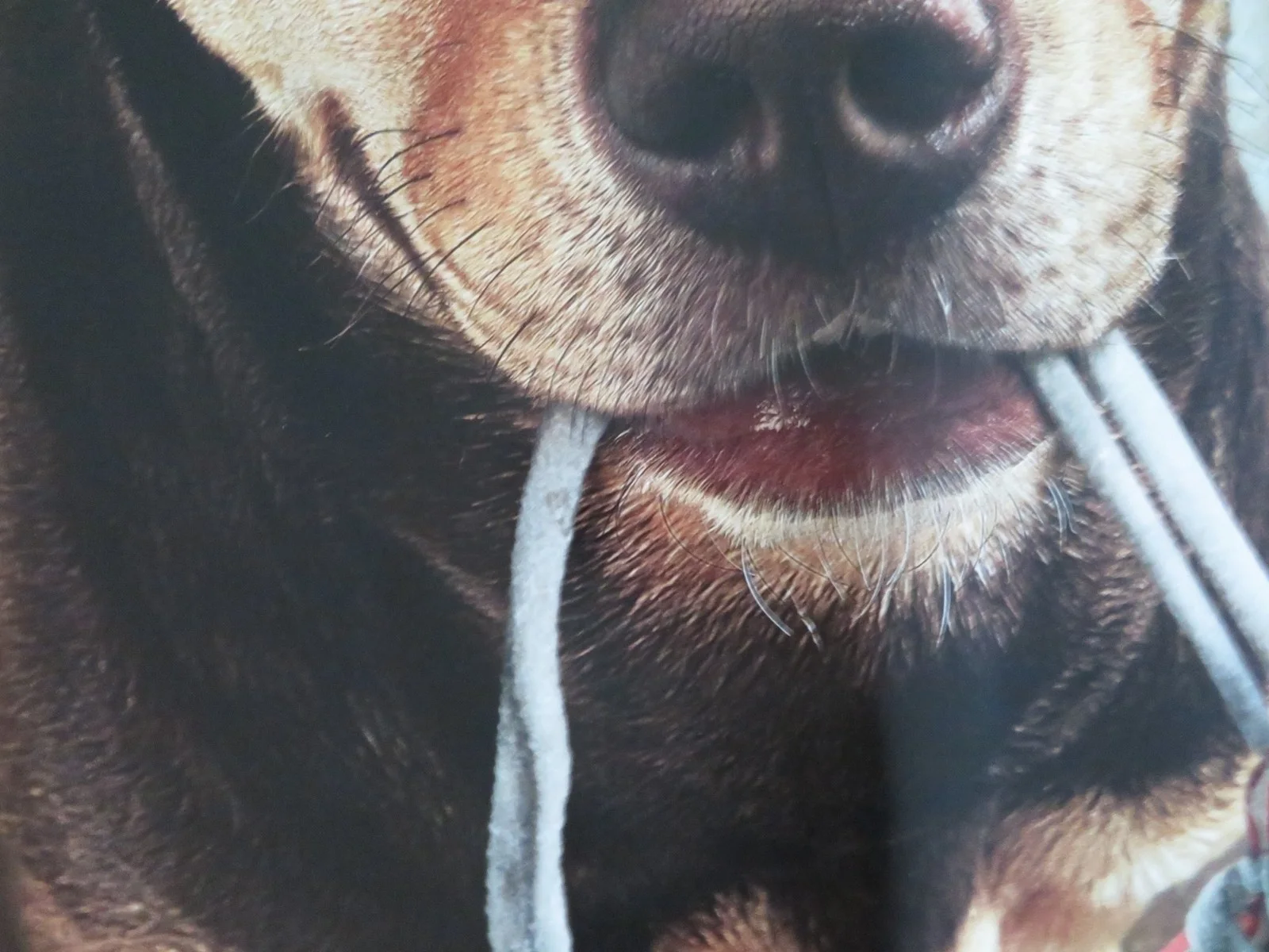 A DOG'S WAY HOME - B US ONE SHEET ROLLED POSTER ASHLEY JUDD J. HAUER-KING 2019, изображение 2