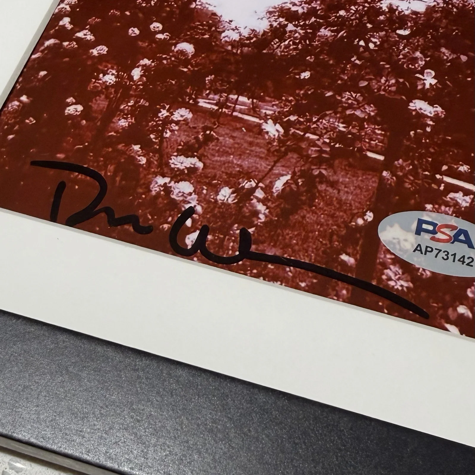 DEAN WAREHAM SIGNED GALAXIE 500 TODAY CD ALBUM AUTOGRAPH FRAMED PSA COA, image 3