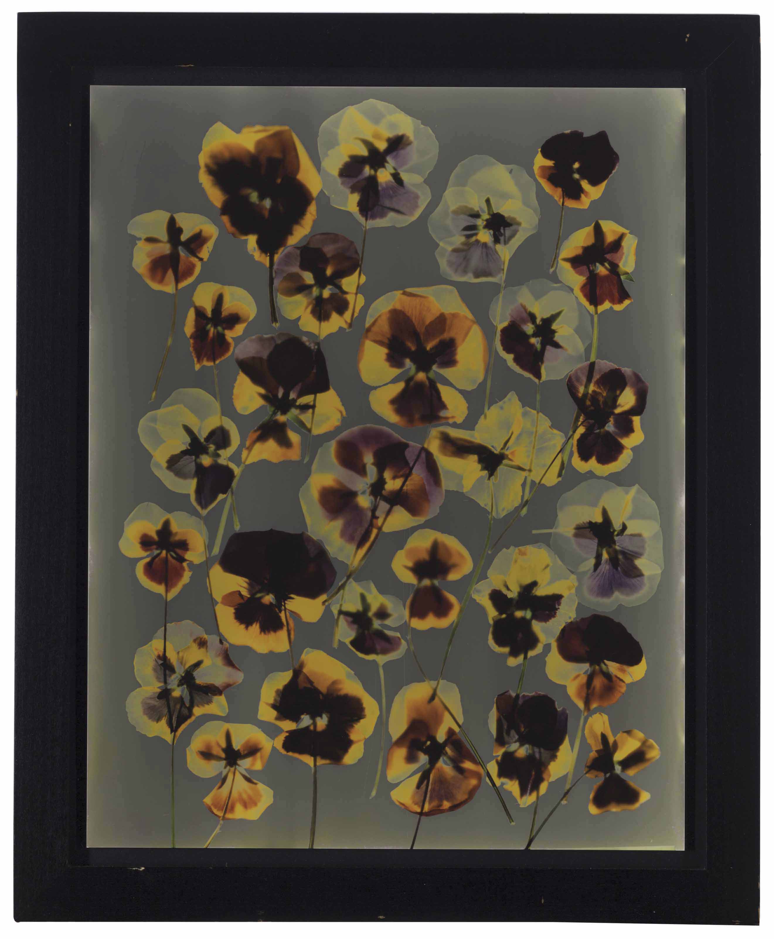 Adam Fuss — Без названия (Анютины глазки), 1992