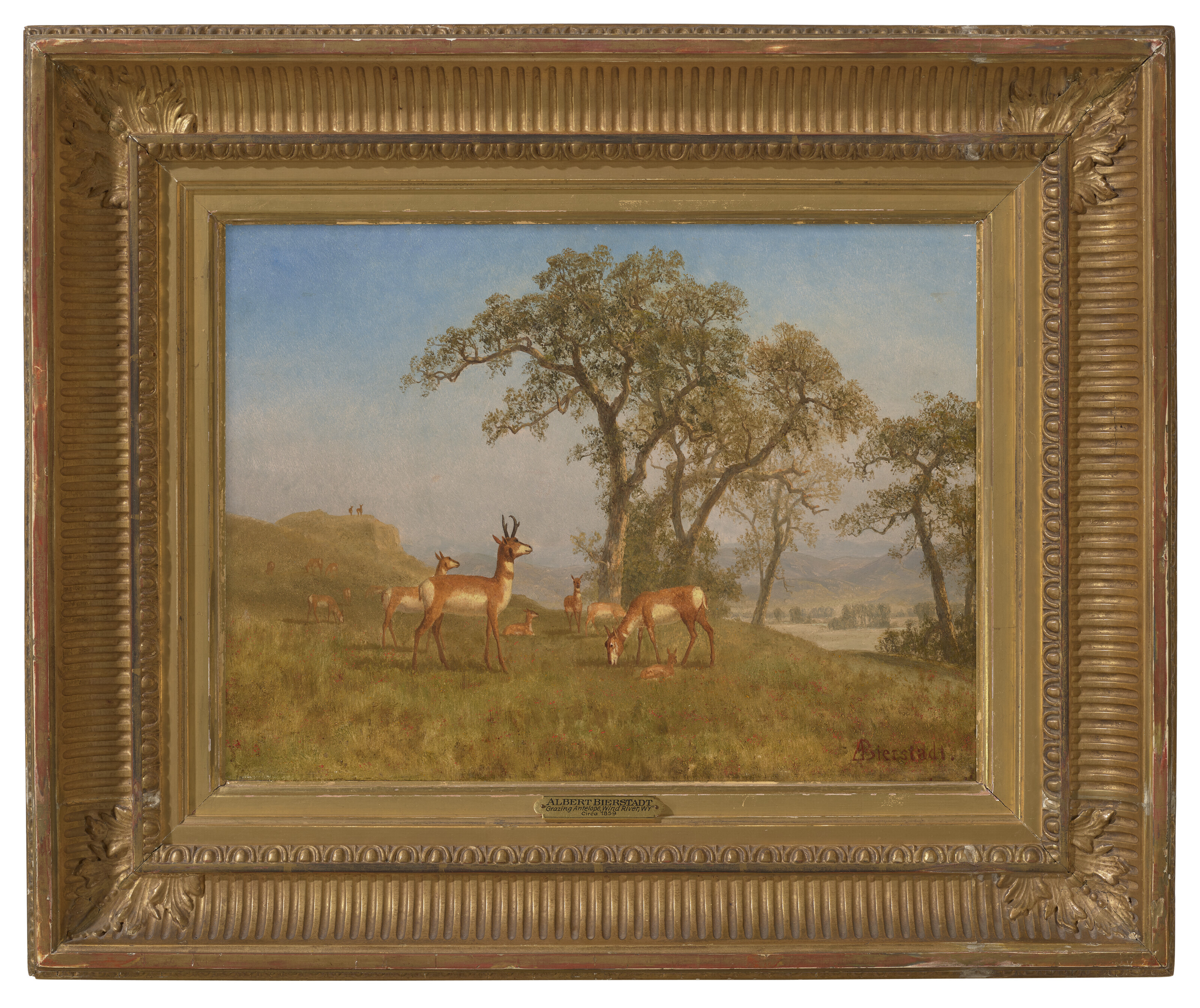Albert Bierstadt — Пасущаяся антилопа, изображение 2