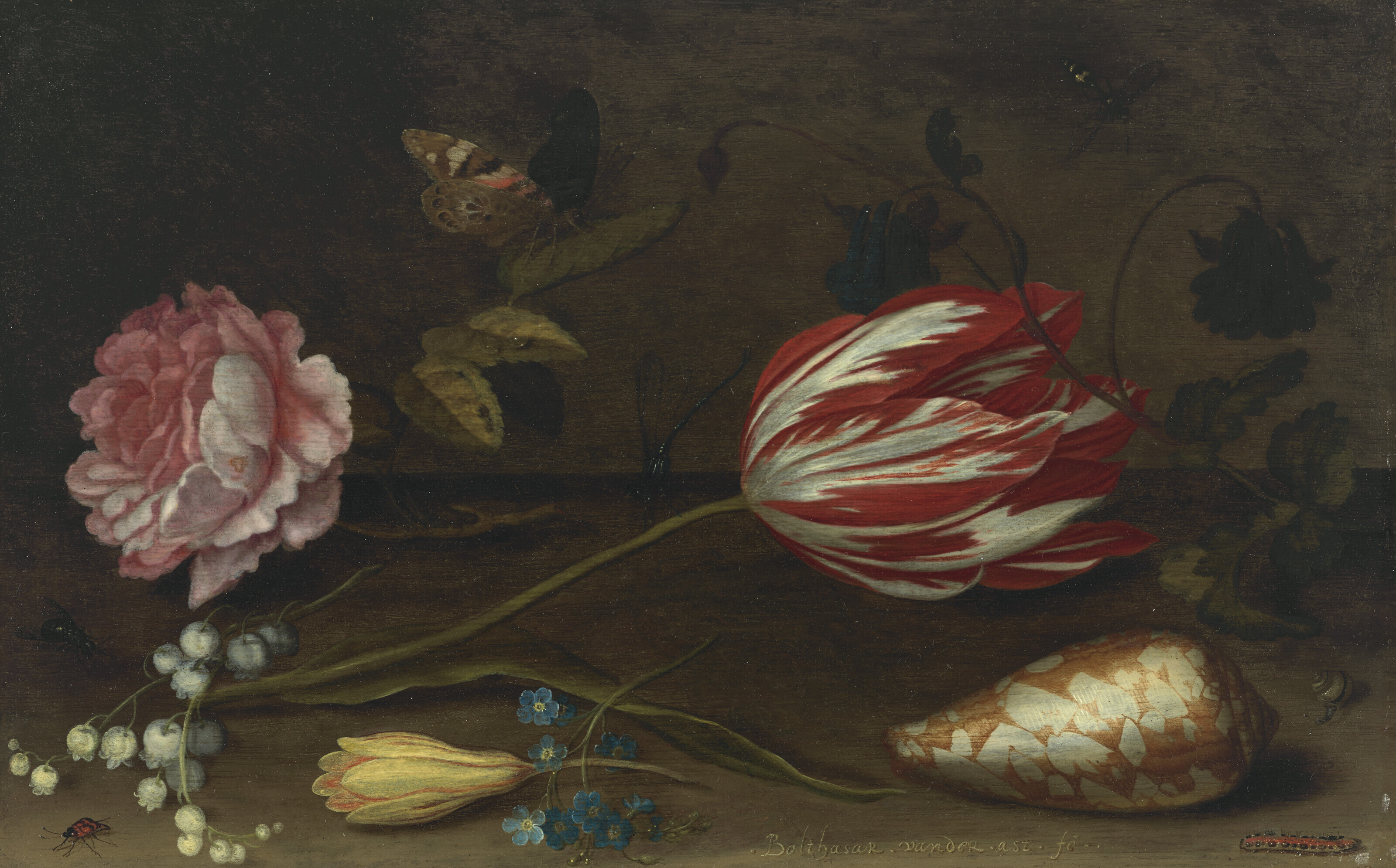 Balthasar Van Der Ast — Роза, тюльпан, насекомые и ракушка на выступе