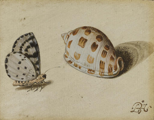 Balthasar Van Der Ast — Голубая бабочка-стреловидка (Glaucopsyche piasus) и морская ракушка-шотландка (Phalium granulatum)