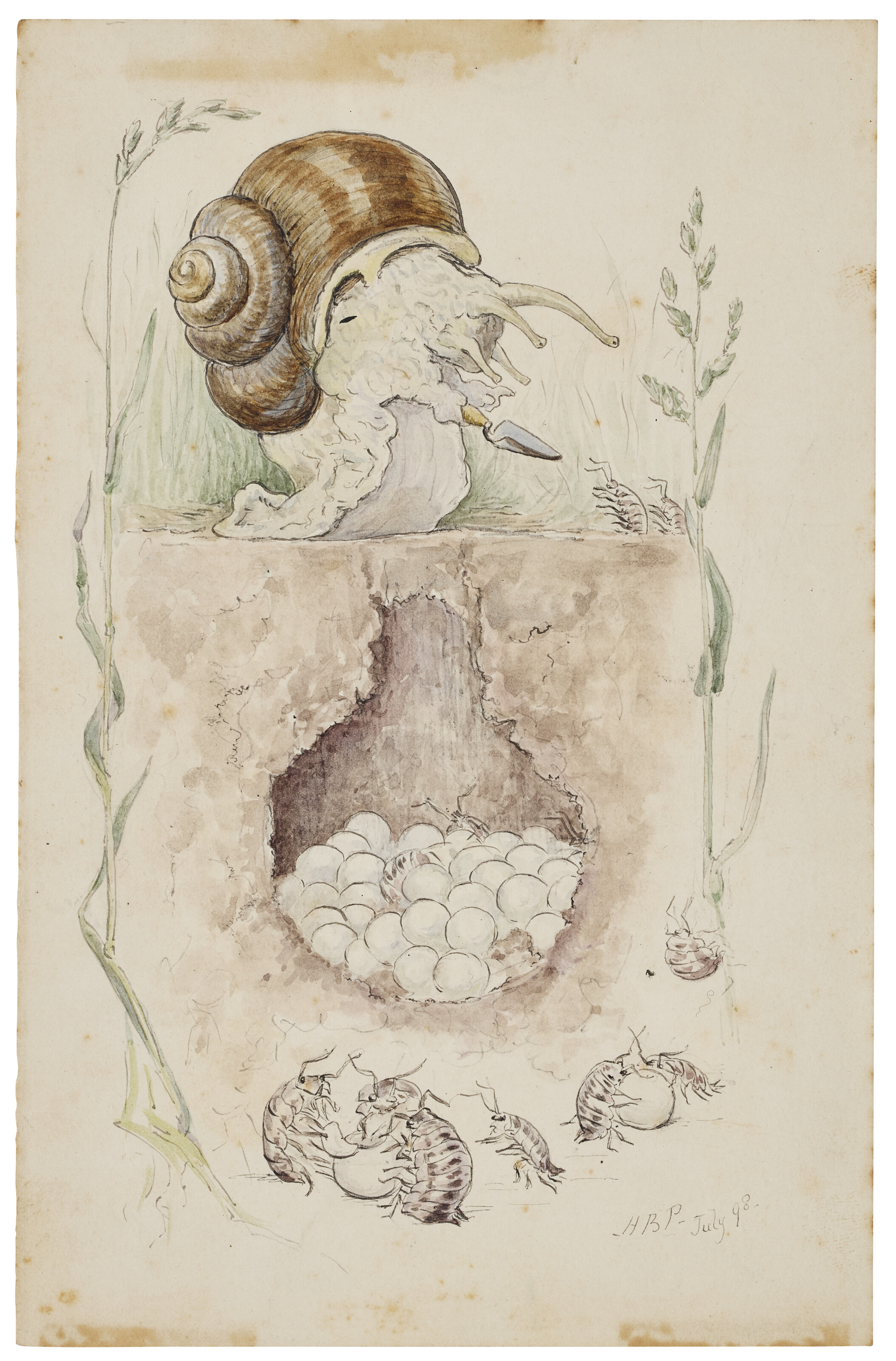 Beatrix Potter — Улитка, охраняющая свое гнездо