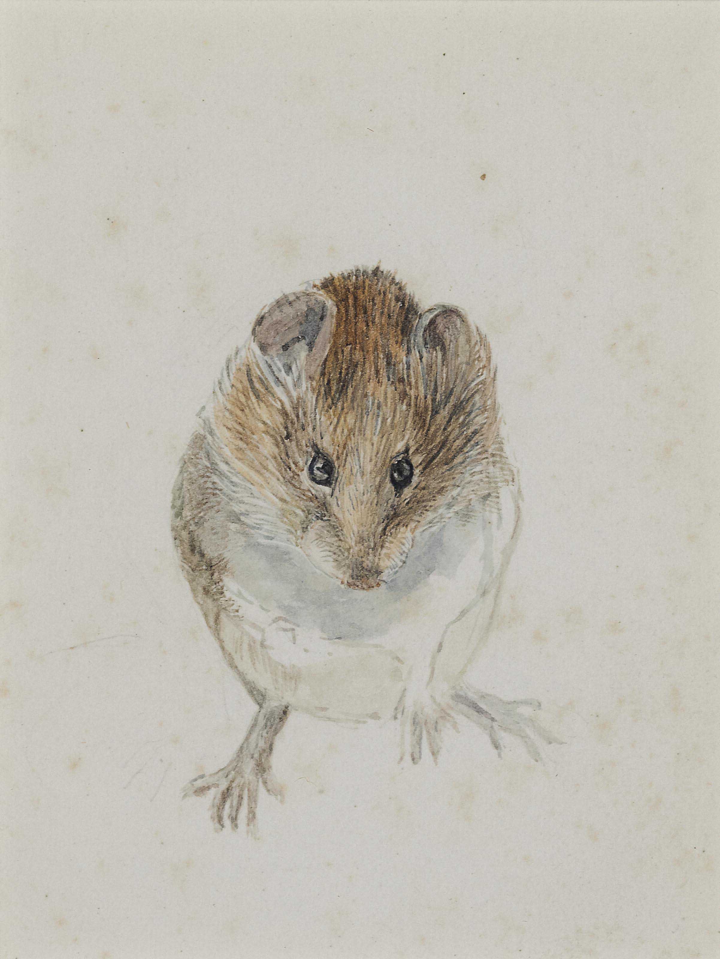 Beatrix Potter — Исследование мыши