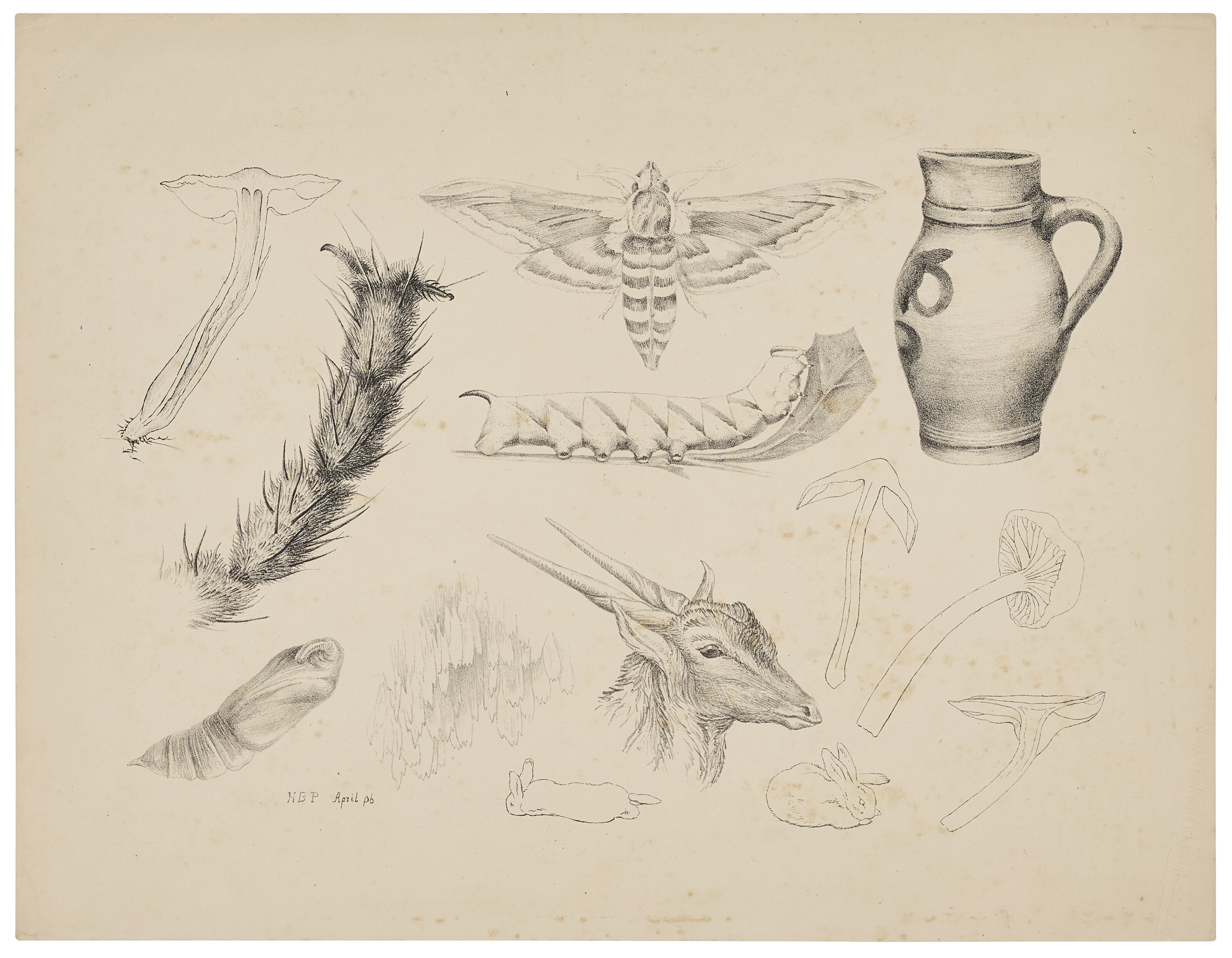 Beatrix Potter — Грибы, увеличенная лапка мухи, изучение бирючинного бражника и его жизненного цикла, кувшин, голова газели и кролики