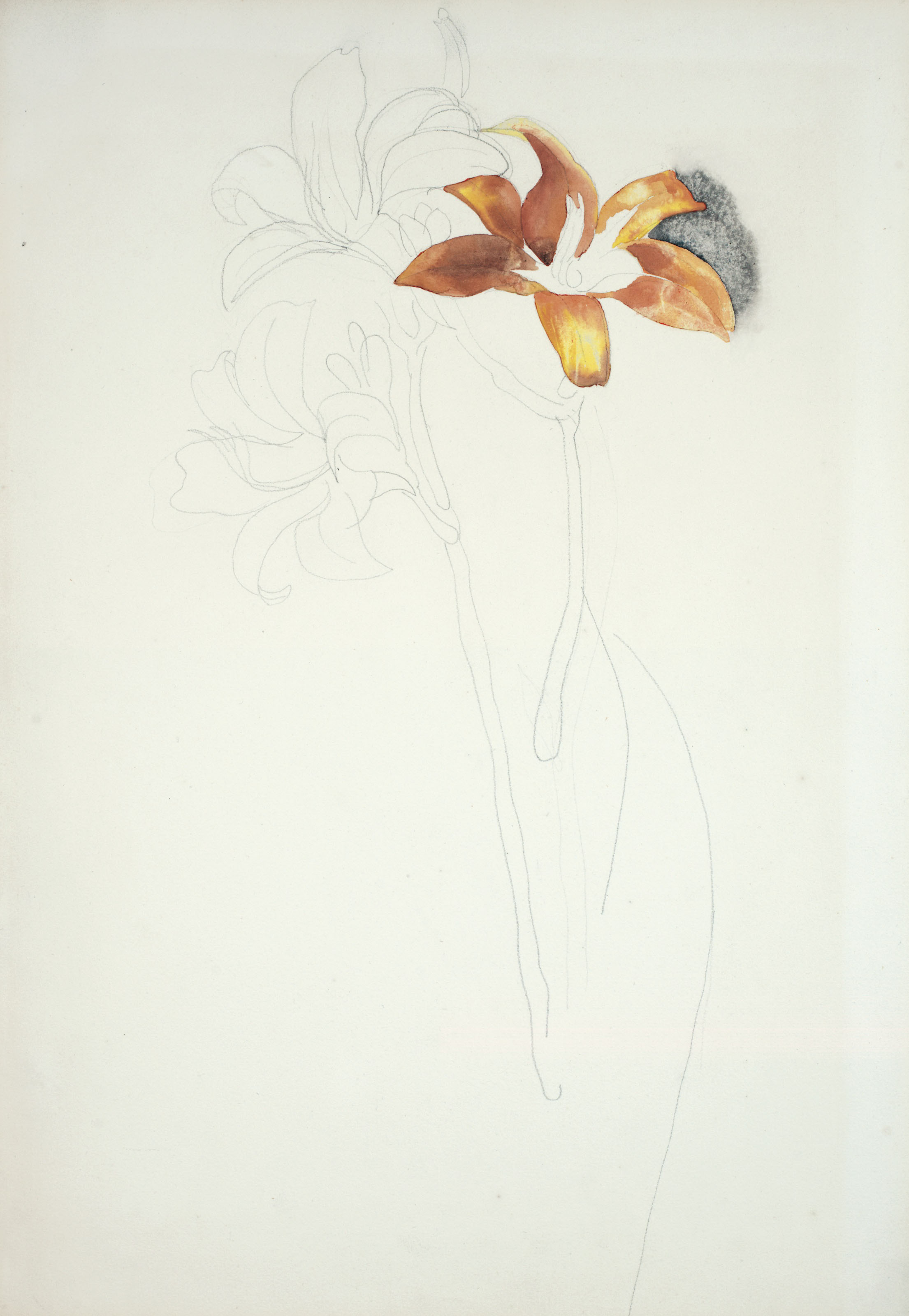 Charles Demuth — Три лилии