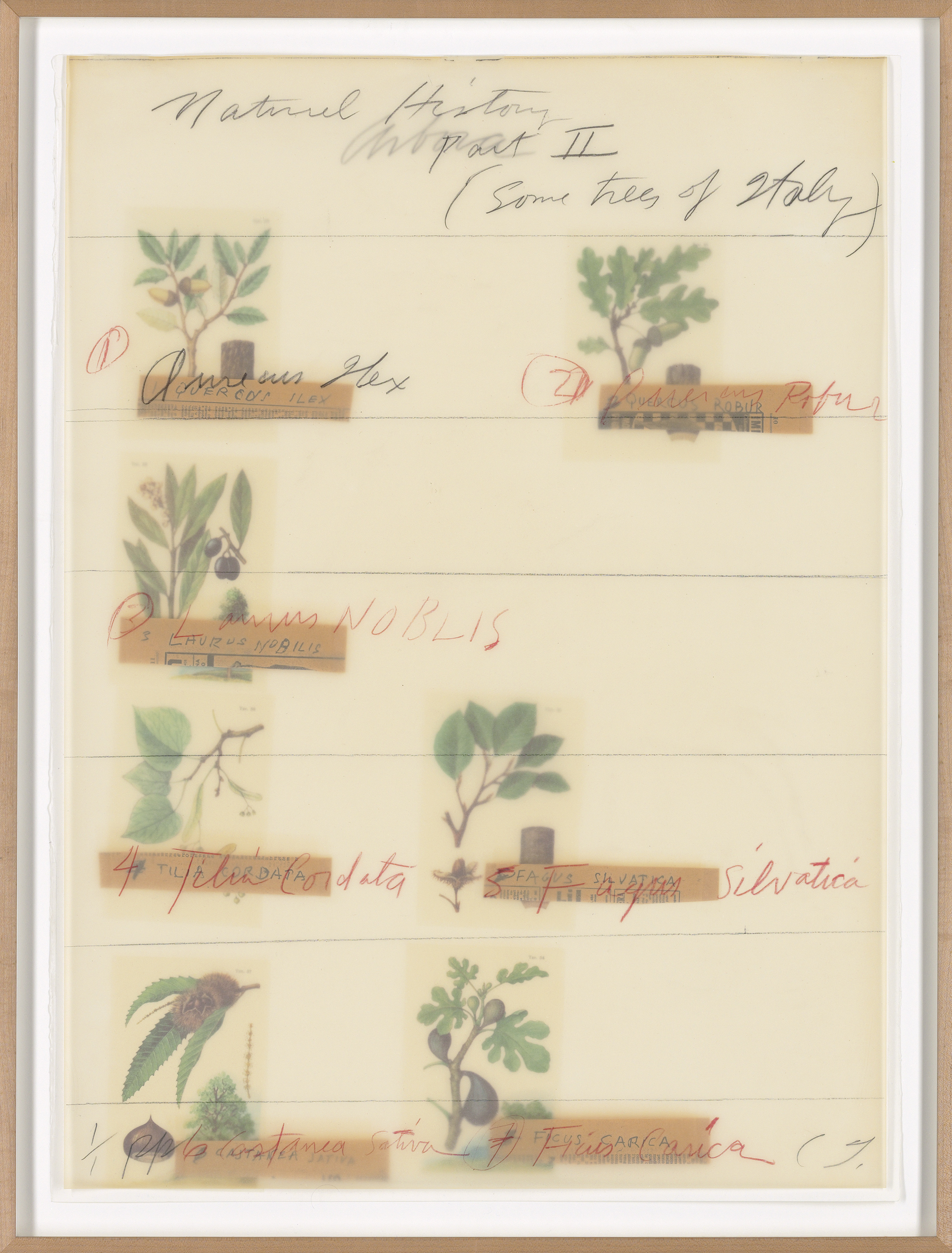 Cy Twombly — Естественная история, часть II: Некоторые деревья Италии, изображение 2
