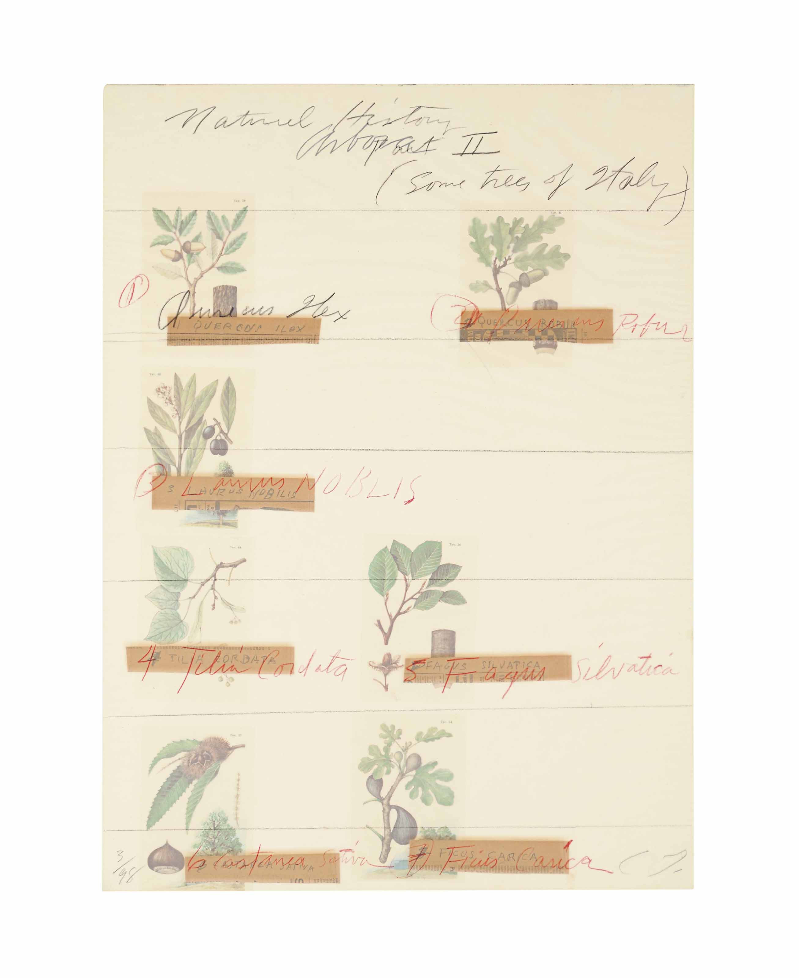 Cy Twombly — Гравюра на титульном листе, из: Естественная история, часть II, Некоторые деревья Италии (Бастиан, 52)