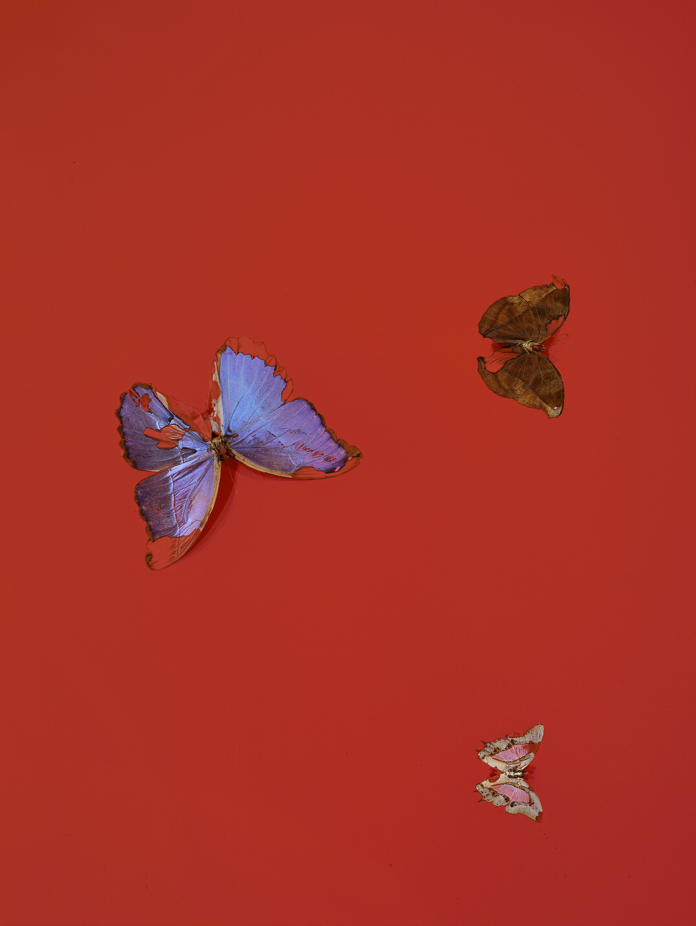 Damien Hirst — Любовь никогда Не умрет., изображение 4