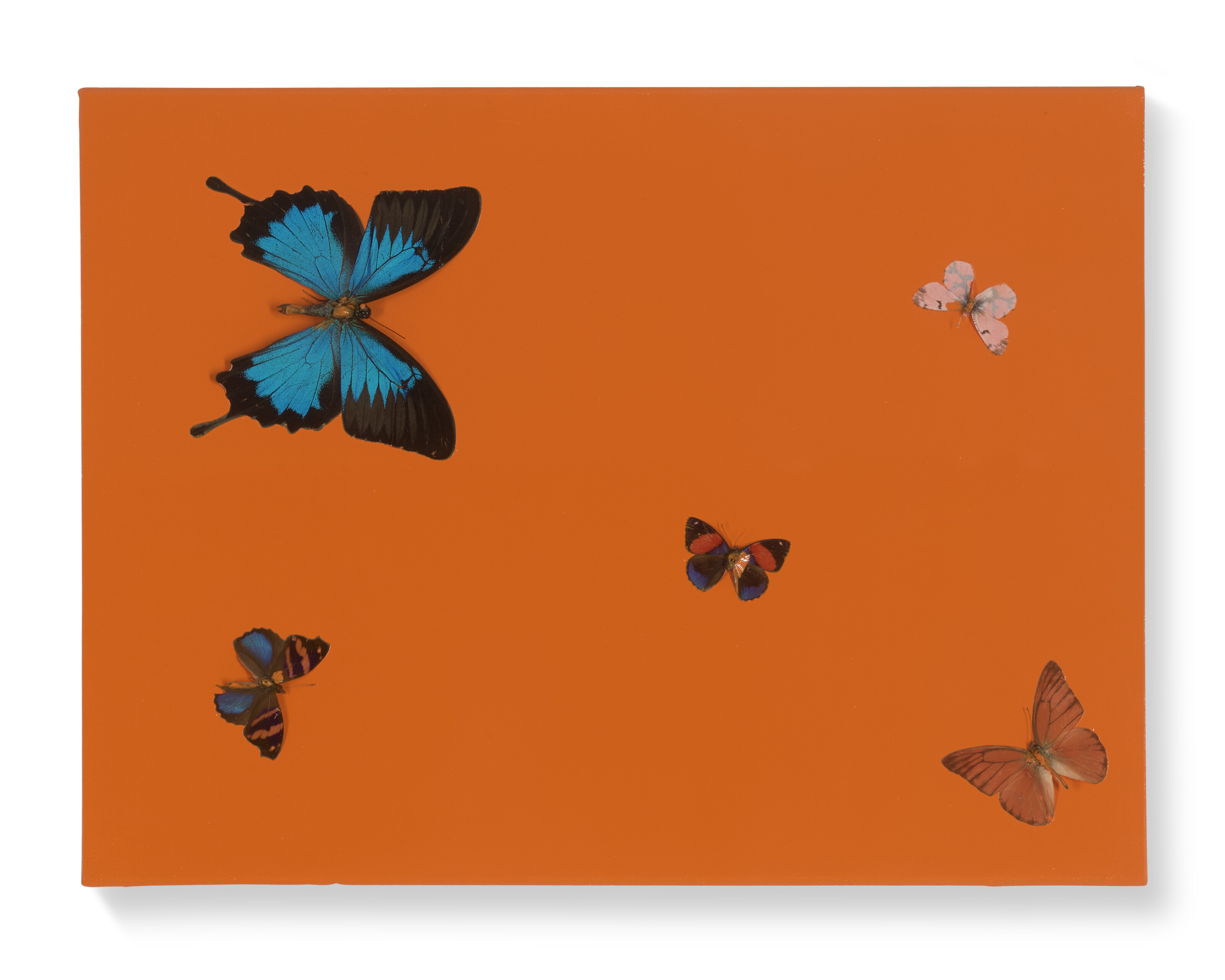 Damien Hirst — Острый Апельсиновый поцелуй, изображение 1