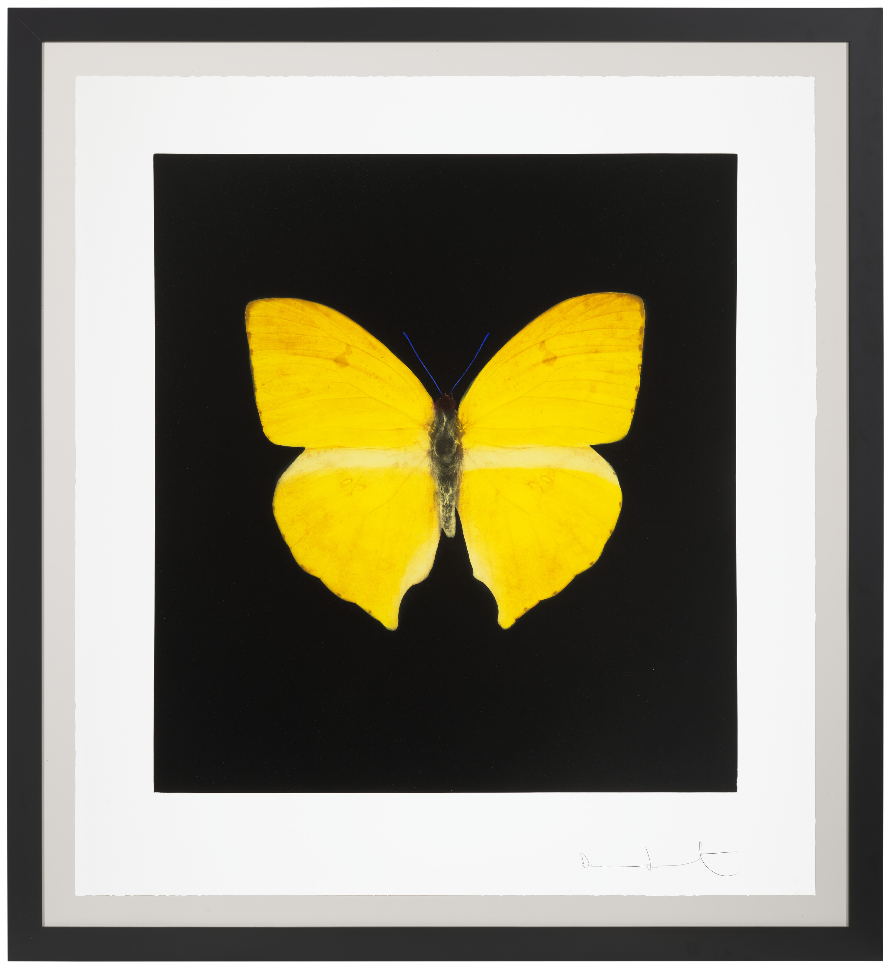 Damien Hirst — Души, поднимающиеся по Лестнице Иакова, совершают свой полет : один отпечаток, изображение 2