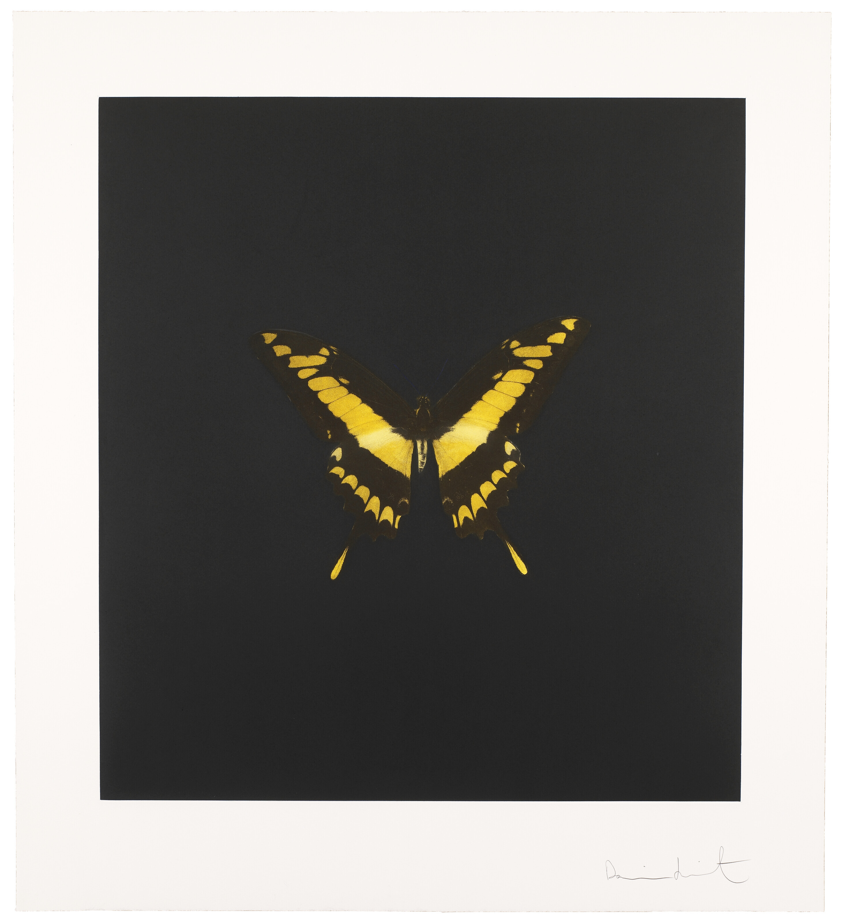 Damien Hirst — Фото 6, из фильма "Души на лестнице Иакова совершают свой полет".