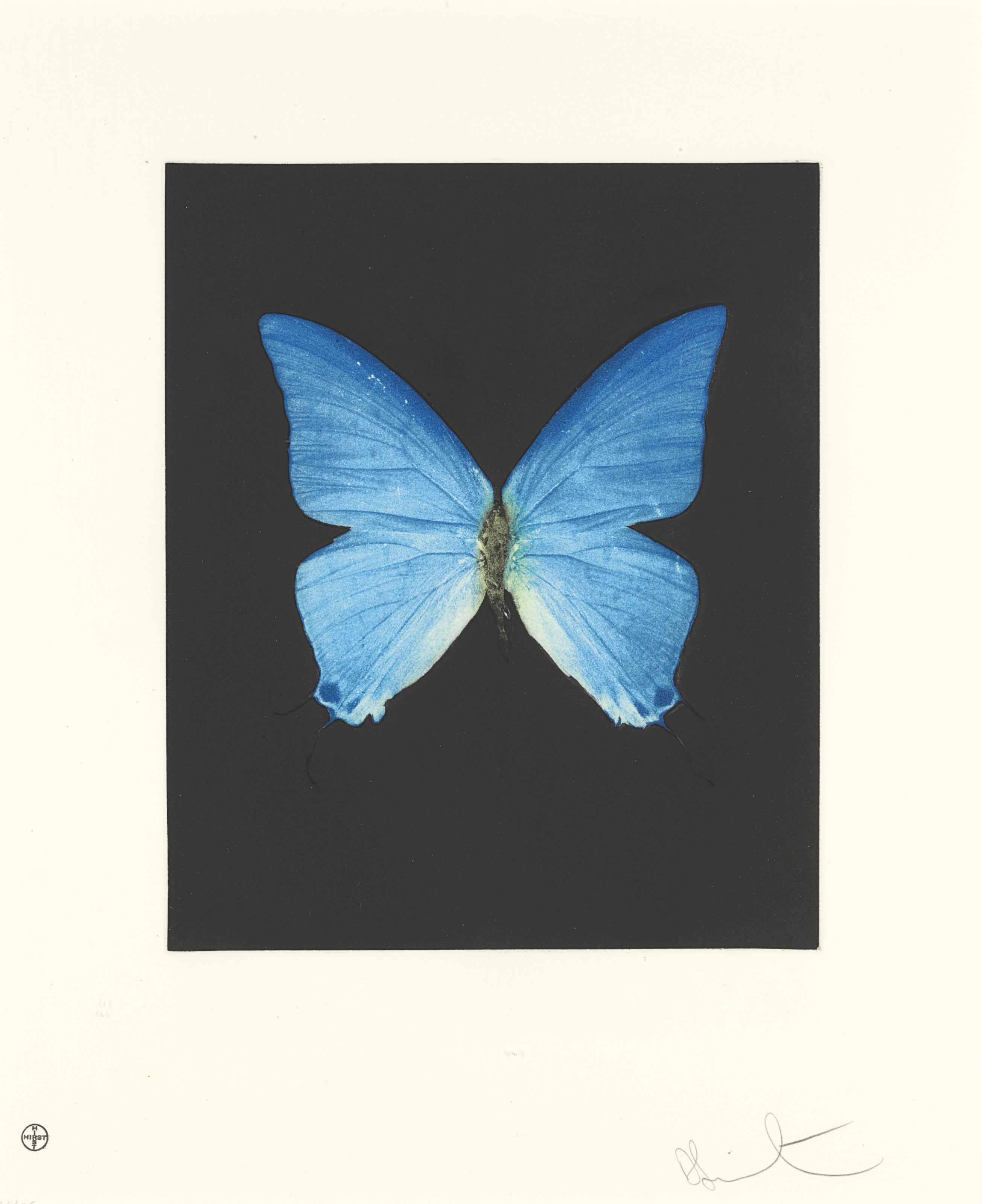 Damien Hirst — Провиденс, из портфолио Butterfly