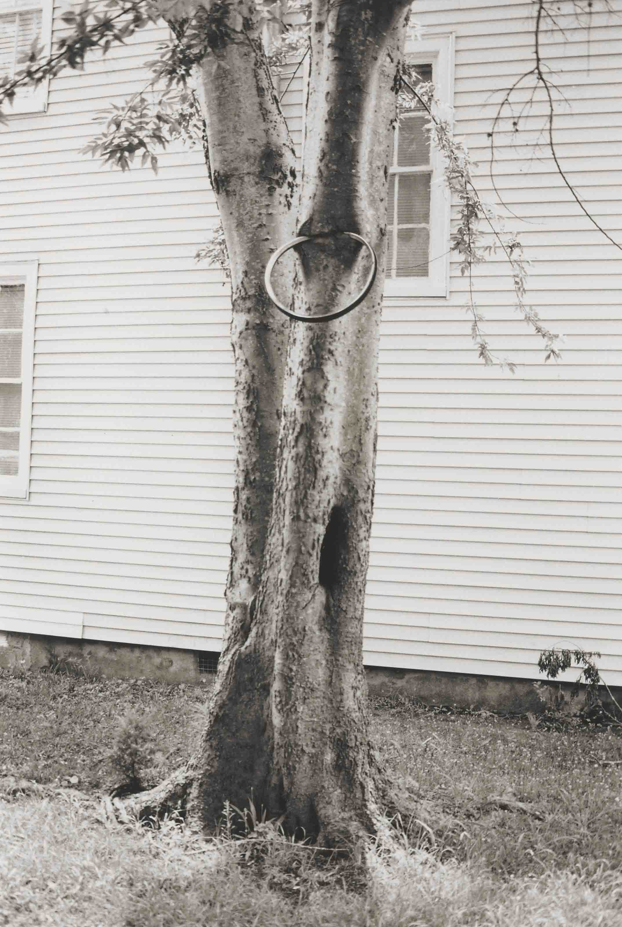David Hammons — Денежное дерево