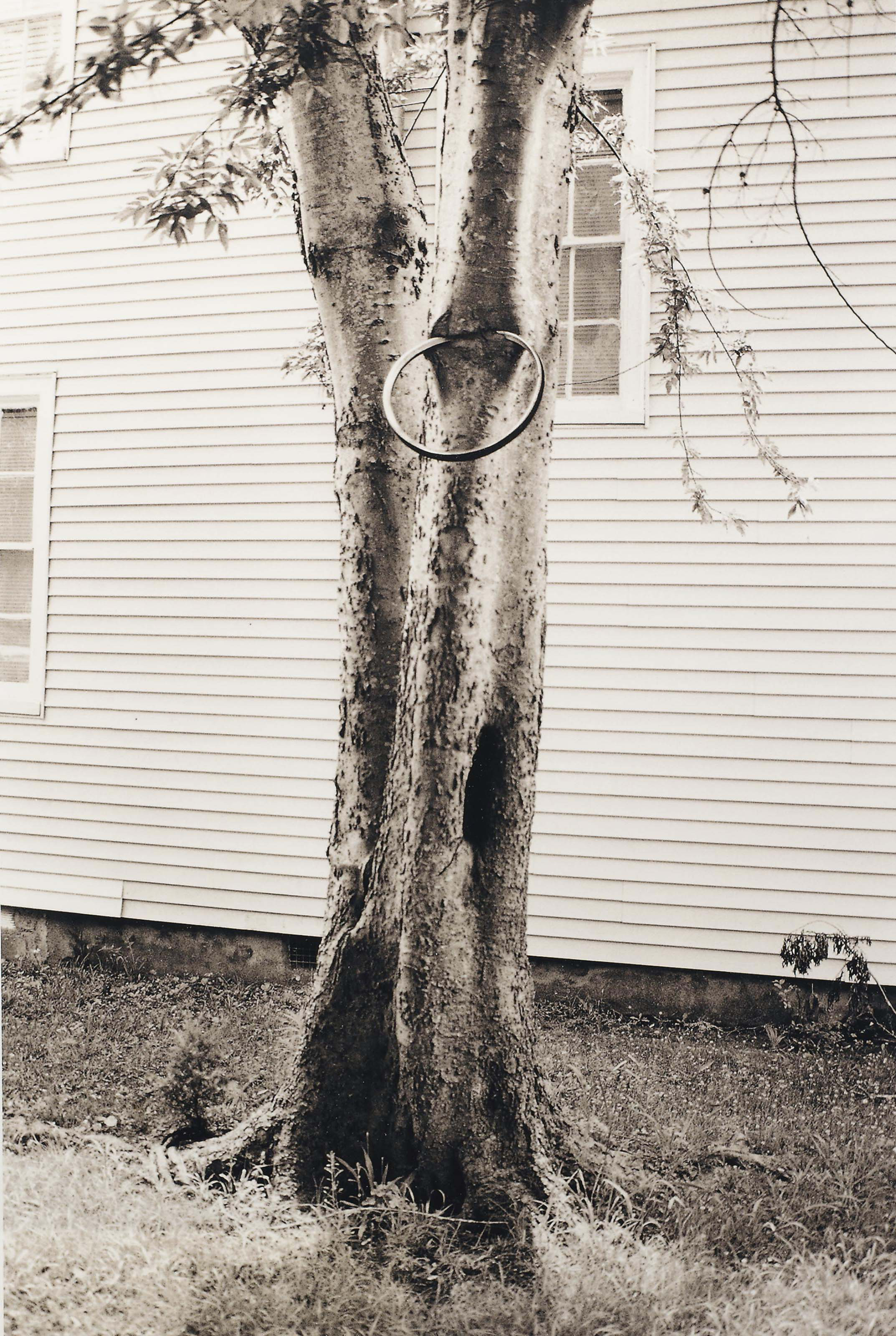 David Hammons — Денежное дерево (Паркет 31)