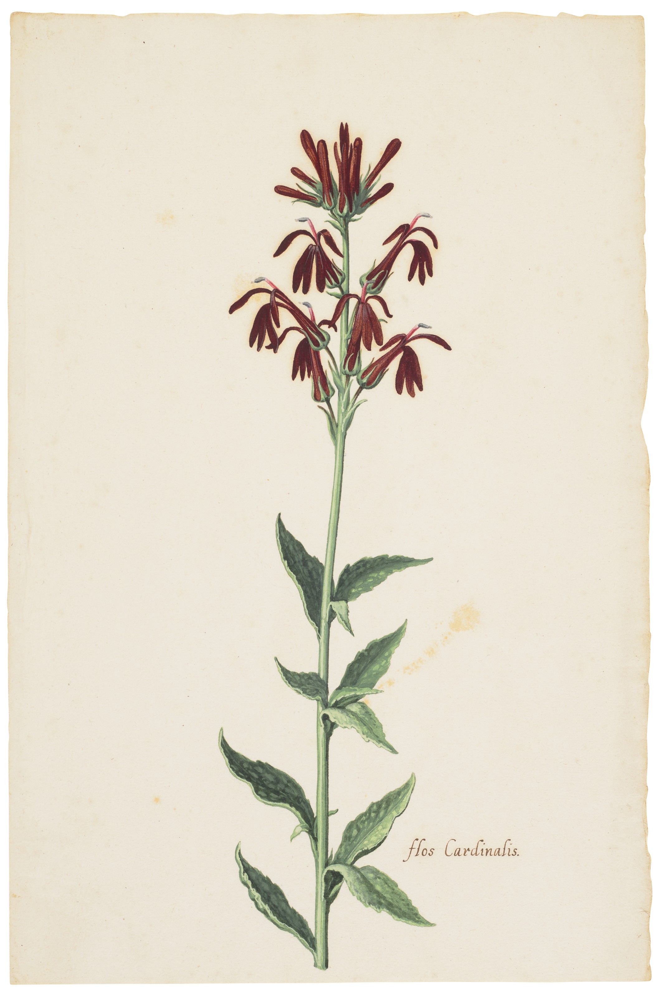 Dutch School — Вифлеемская звезда (Ornithogalum album); и кардинальный цветок (Flos Cardinalis), изображение 2