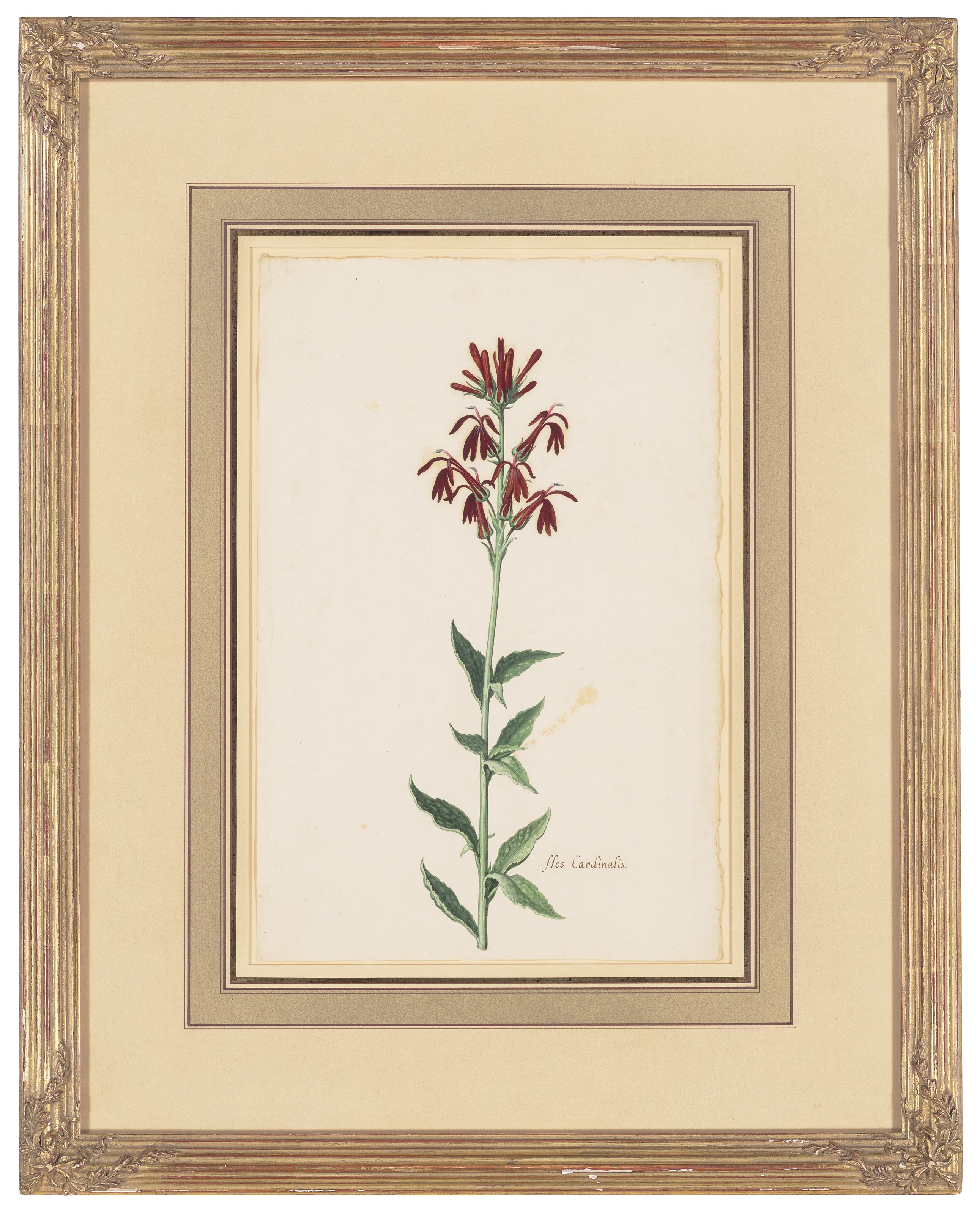 Dutch School — Вифлеемская звезда (Ornithogalum album); и кардинальный цветок (Flos Cardinalis), изображение 5