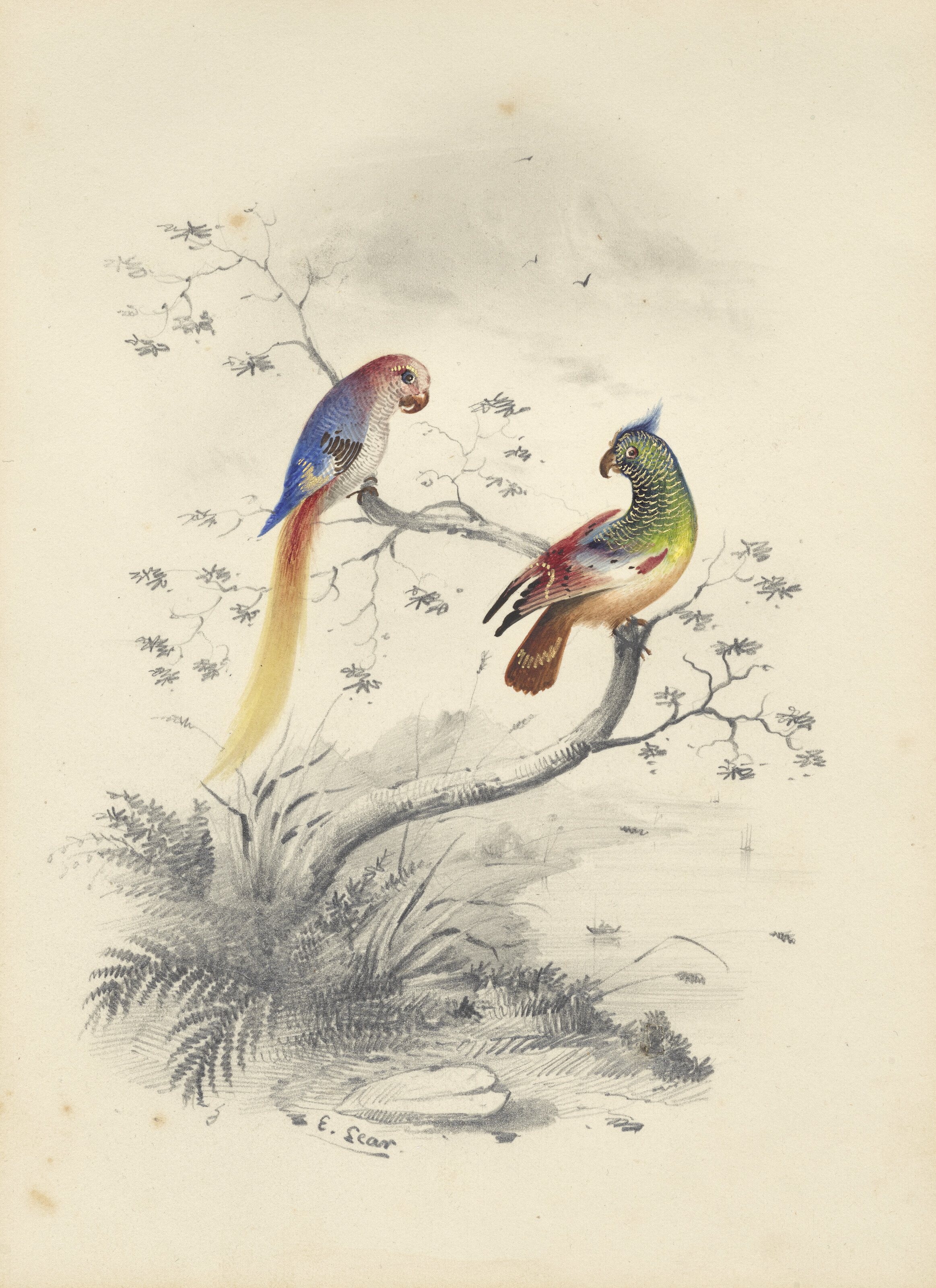 Edward Lear — Четыре виньетки с изображением птиц - пара попугаев, фламинго, авокадо и мергансер, изображение 1